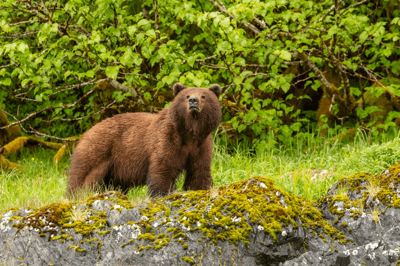 Alaska thumbnail image
