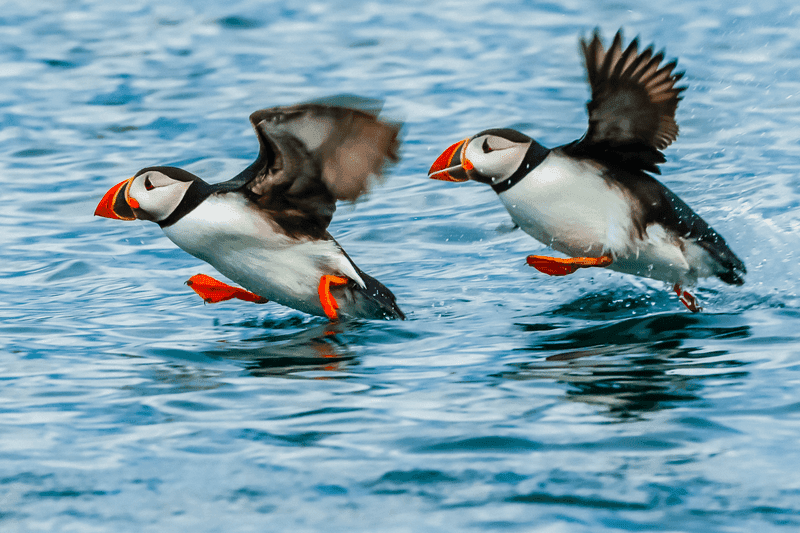 Iceland thumbnail image