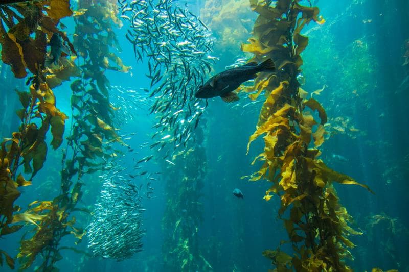 Expedition Spotlight: The Kelp Forests of the Channel Islands - Video