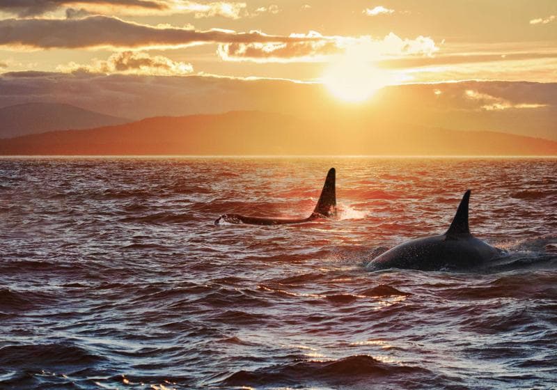 Expedition Spotlight: The Unique Ecology of British Columbia's Inside Passage - Video