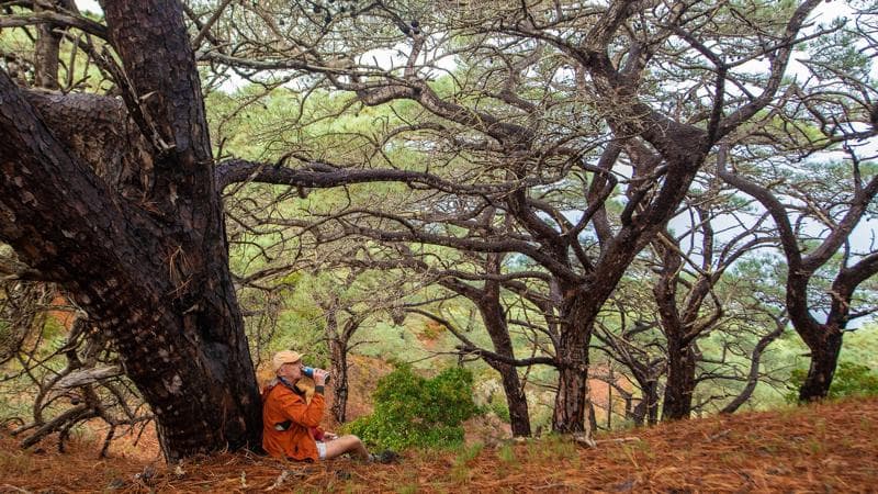 Expedition Spotlight: The Torrey Pines of Santa Rosa Island - Video