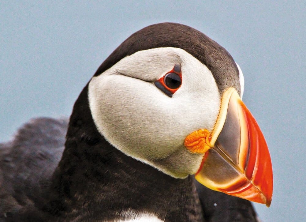 Large RGB-LEX-Scotland Shetland Islands BI312.jpg