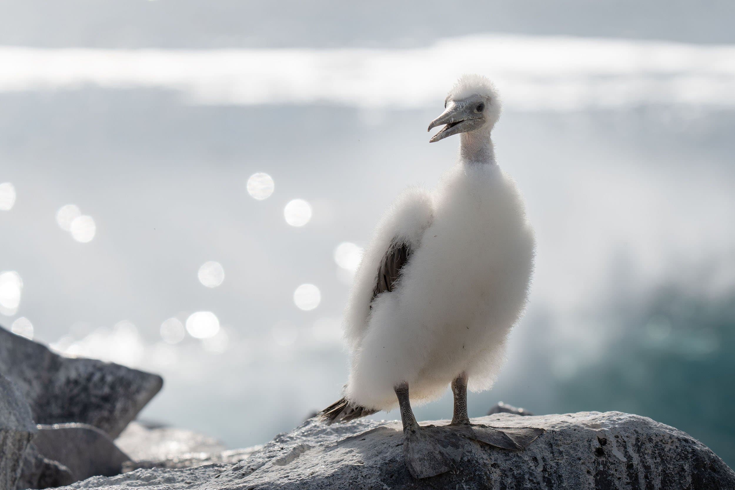 Nazca Booby chicks