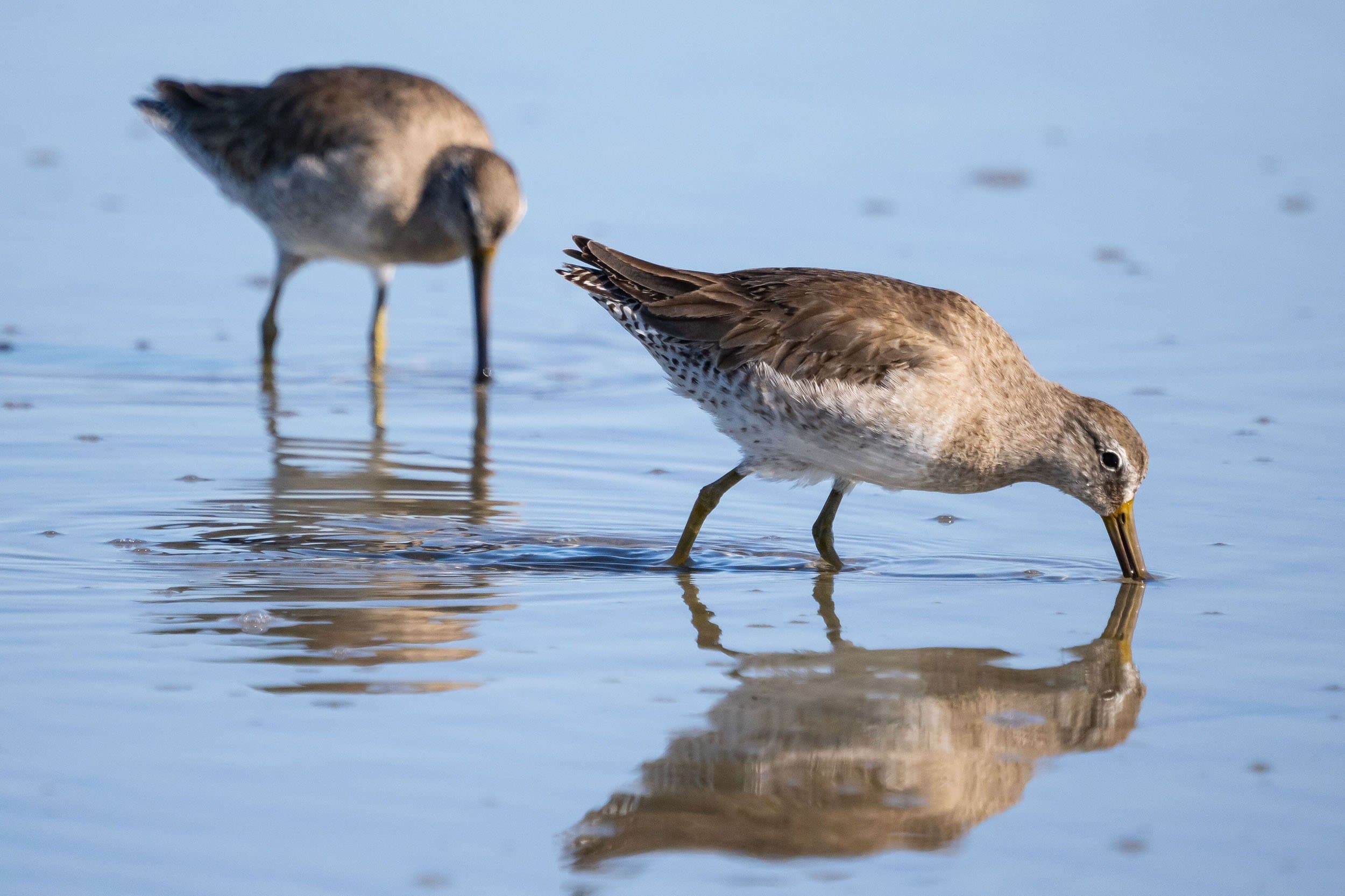two brown birds stand on a beach