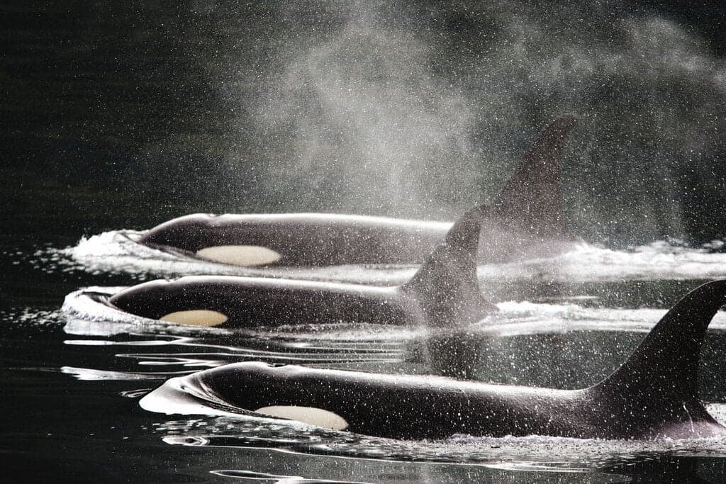 Southern Resident Killer Whales: Unique Icons of the Pacific Northwest - Article