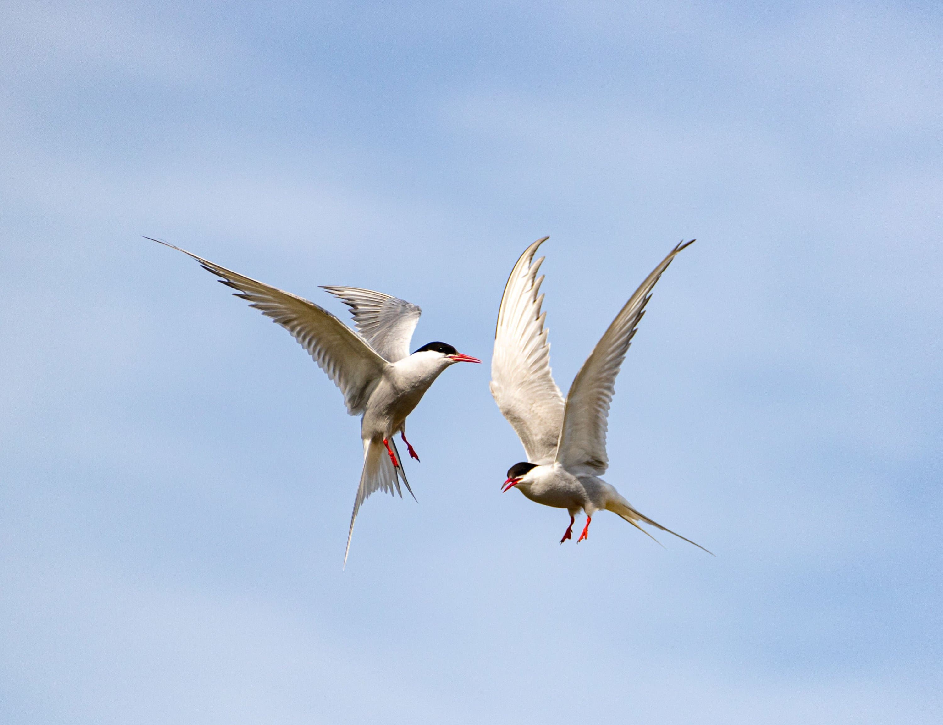 arctic tern.jpg