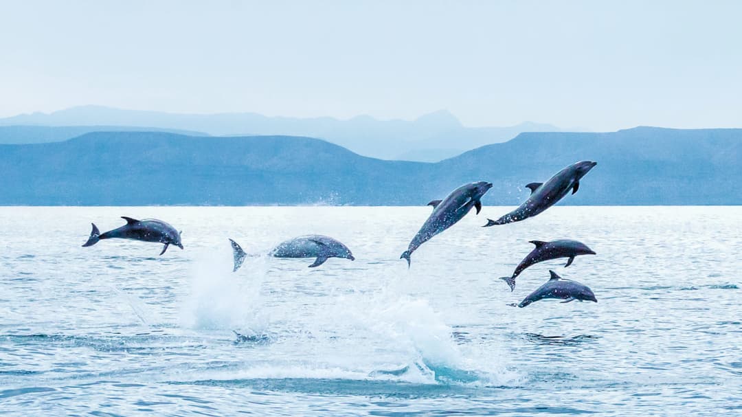 5 Spectacular Reasons to Celebrate the Holidays in Baja California - Article