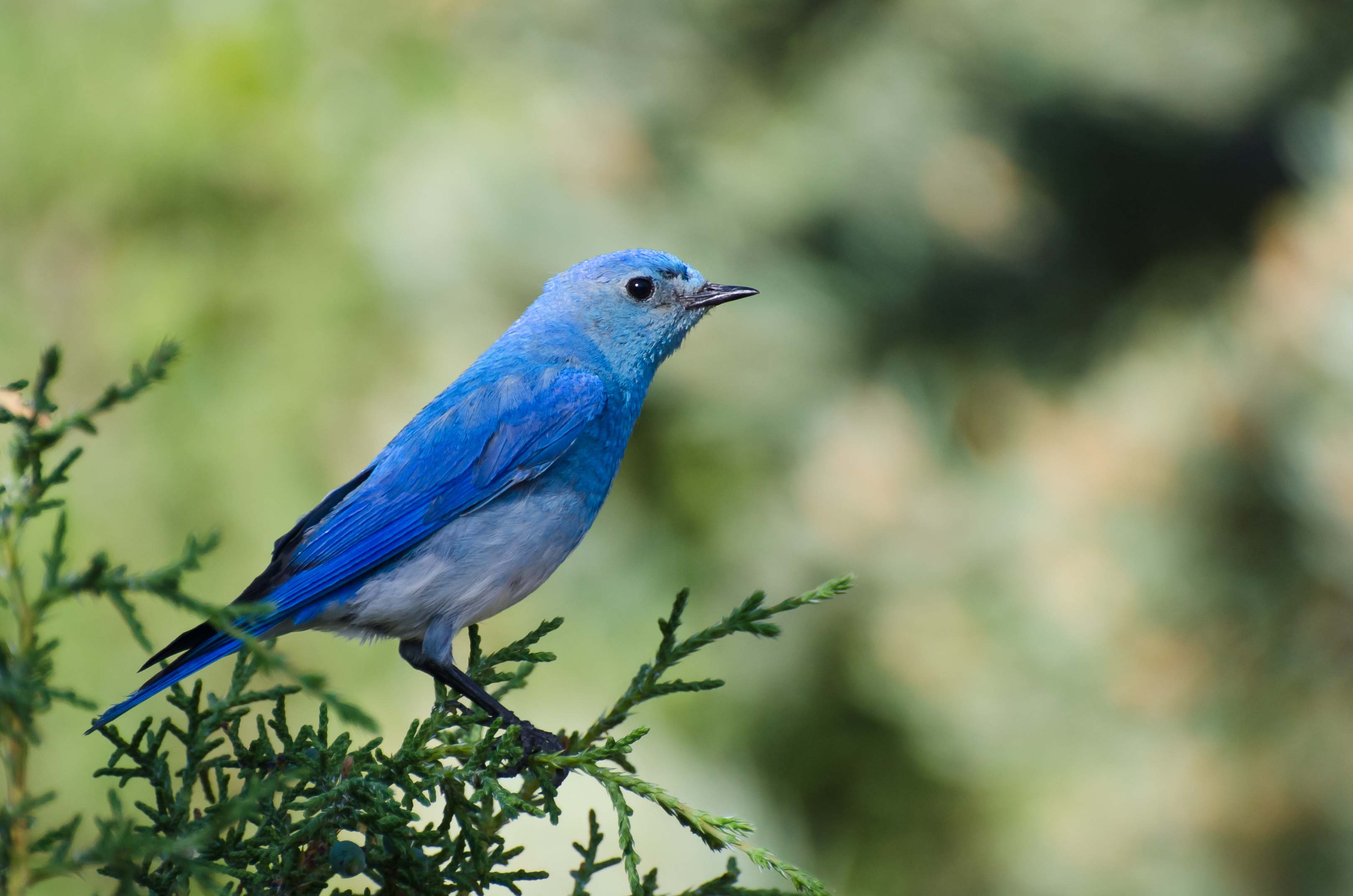 mountain bluebird shutterstock_207409762.jpg