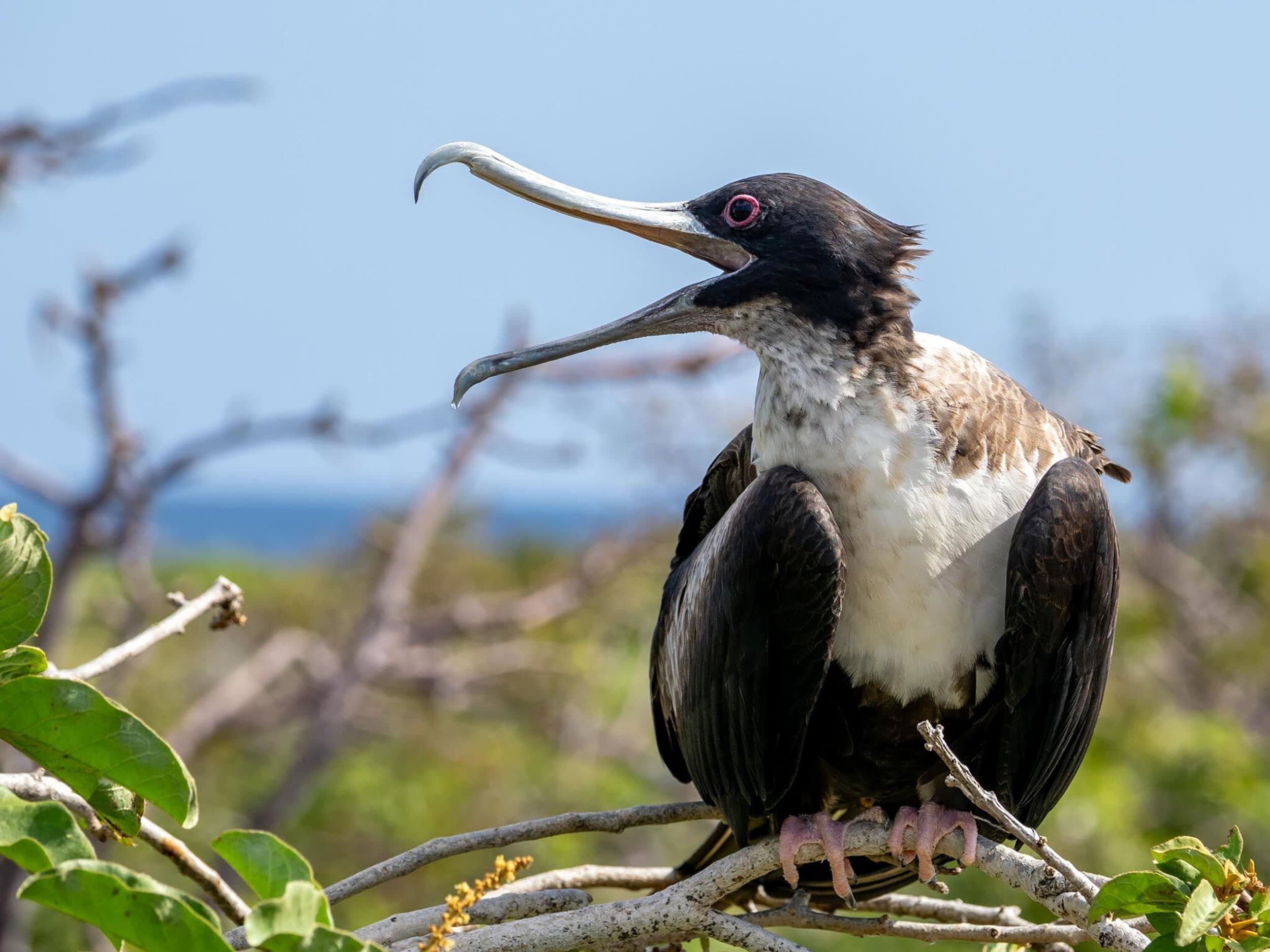 a black bird with a white neck