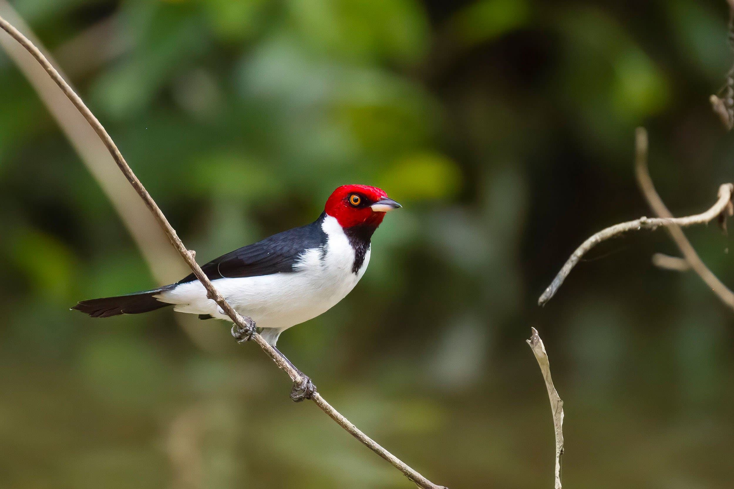 black and white bird with a red head