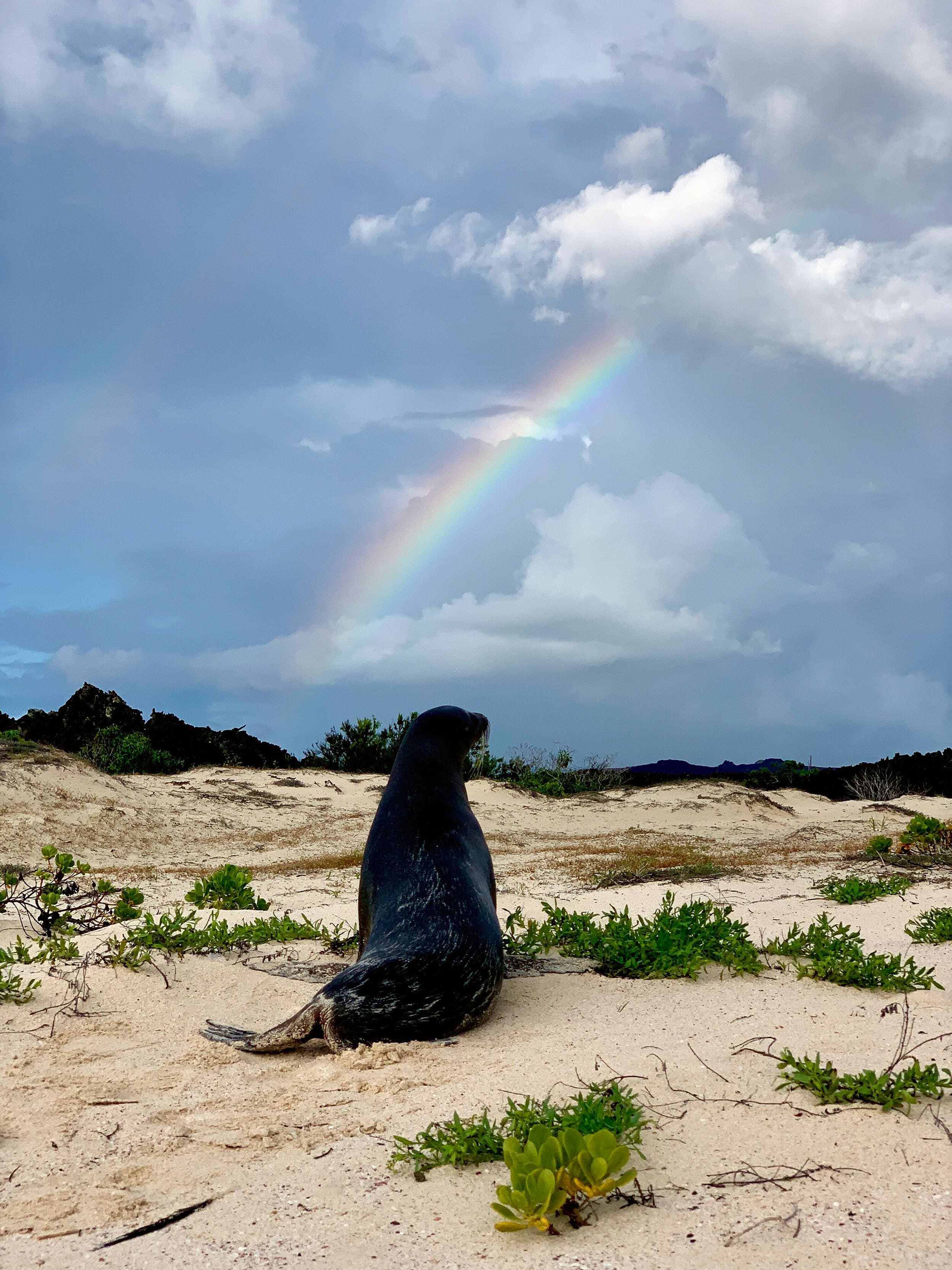 sea lion and rainbow