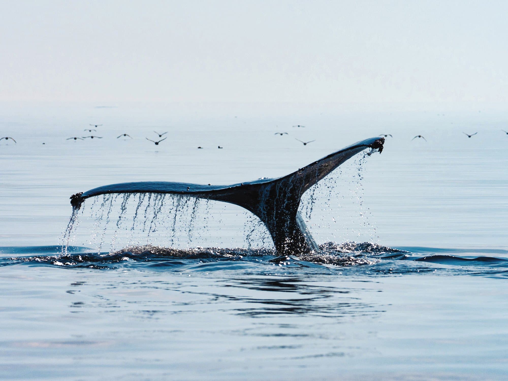 Large RGB-LEX-US Alaska AK718.jpg