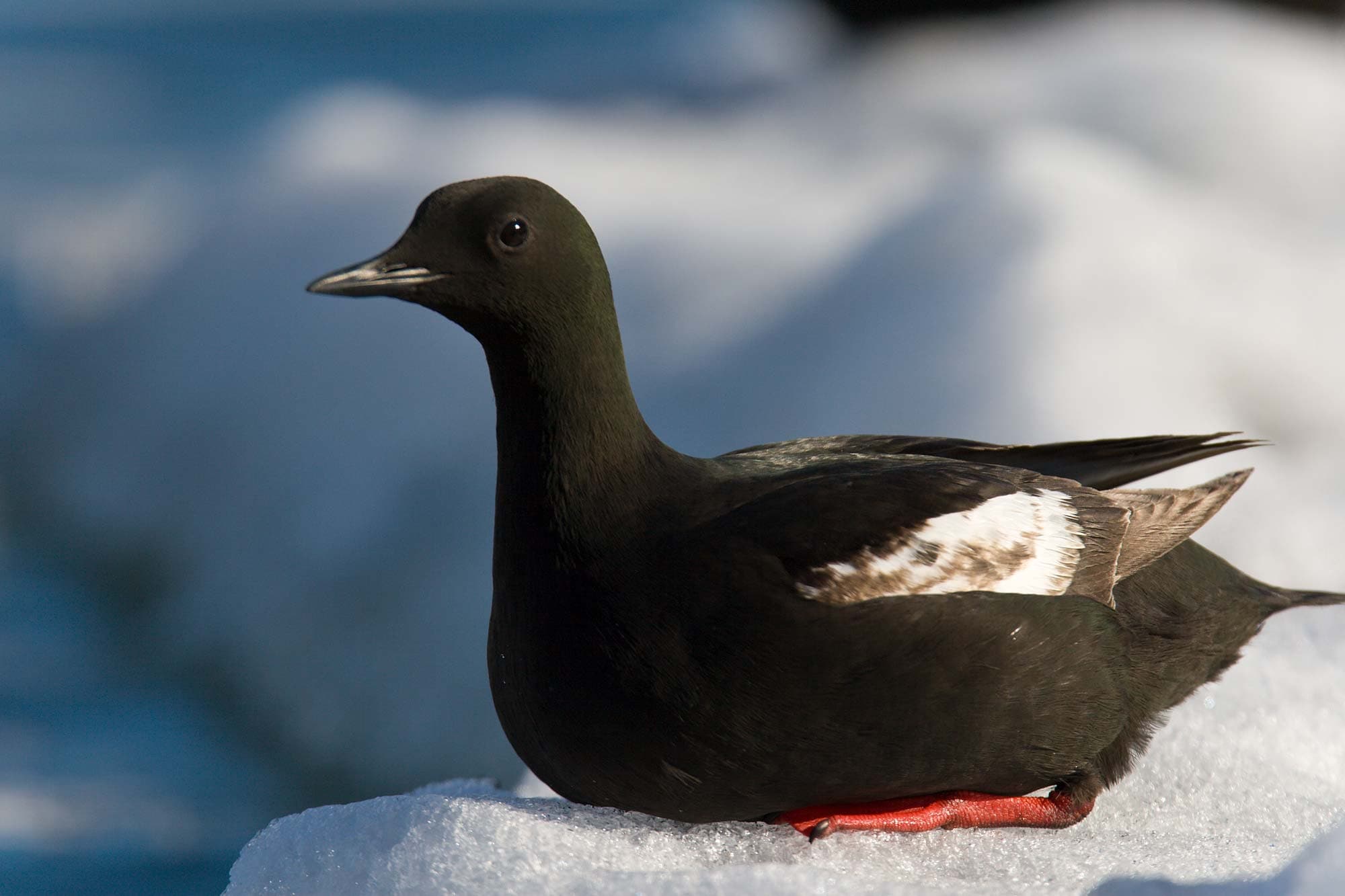 Michael S Nolan_Guillemot_Cg0707014.jpg