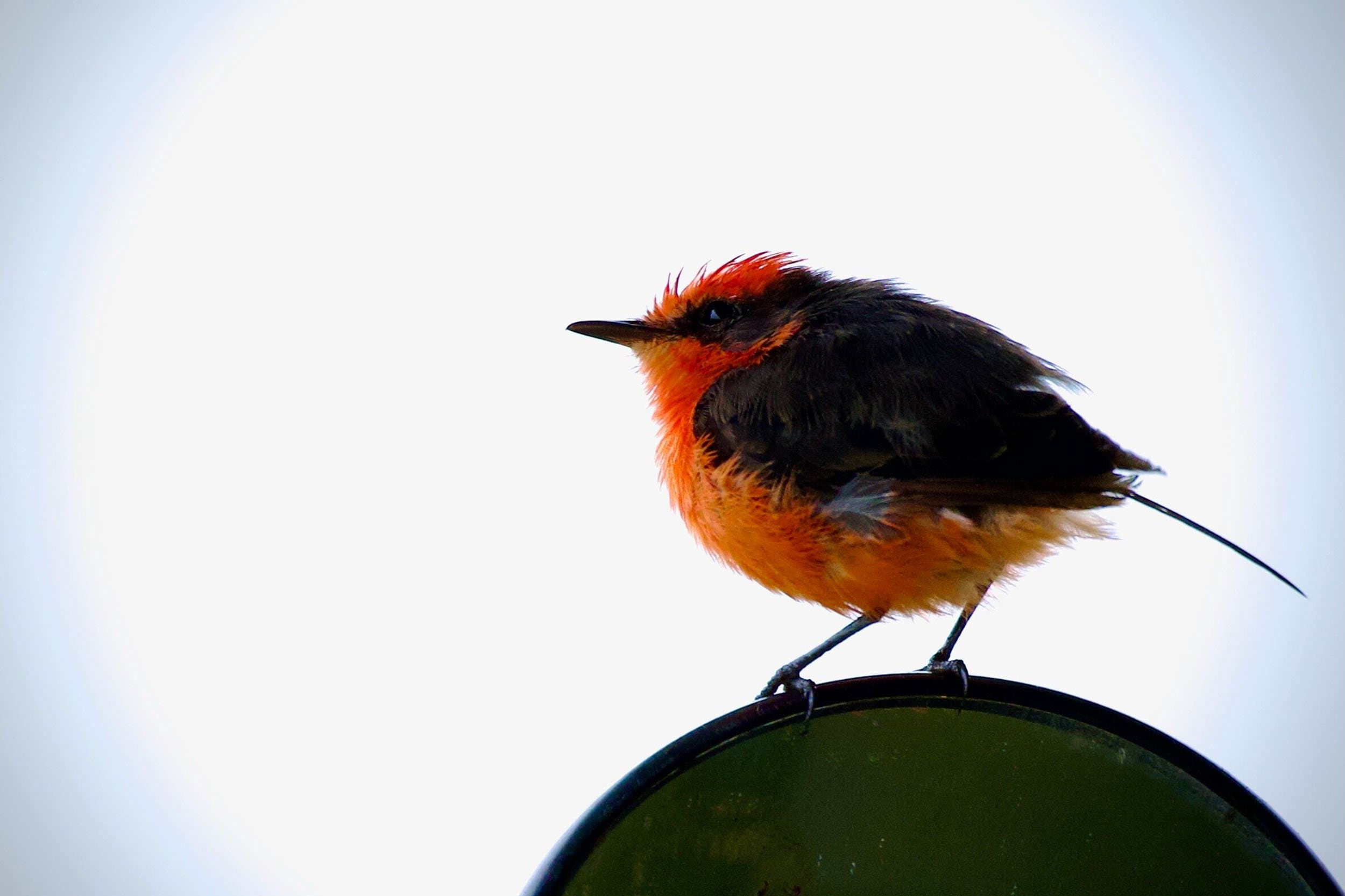 a red and black bird on a rock