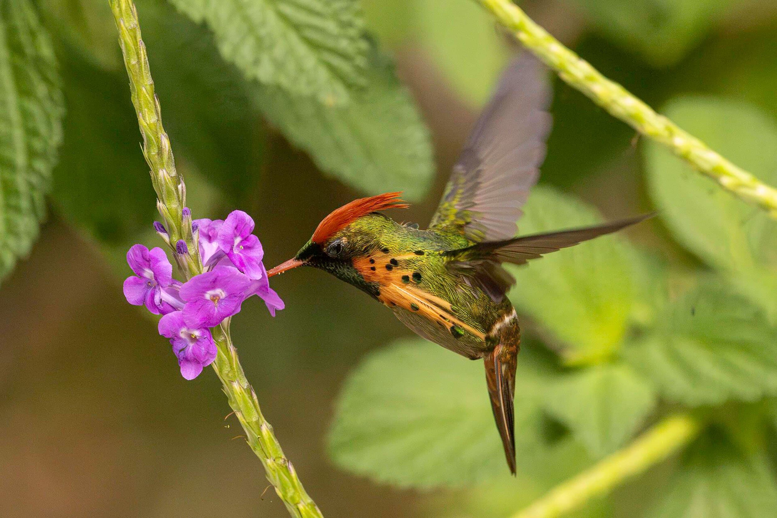 hummingbird in flight