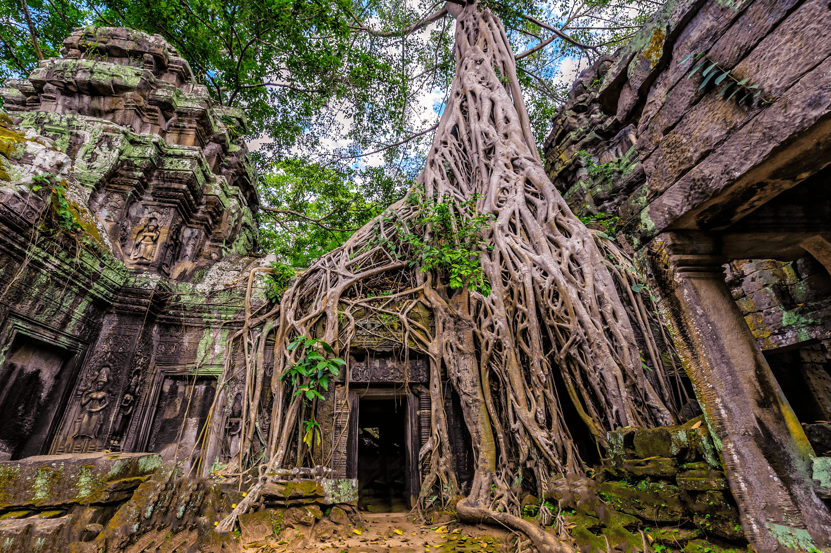 Ta Prohm Temple and Banyon Trees.jpg