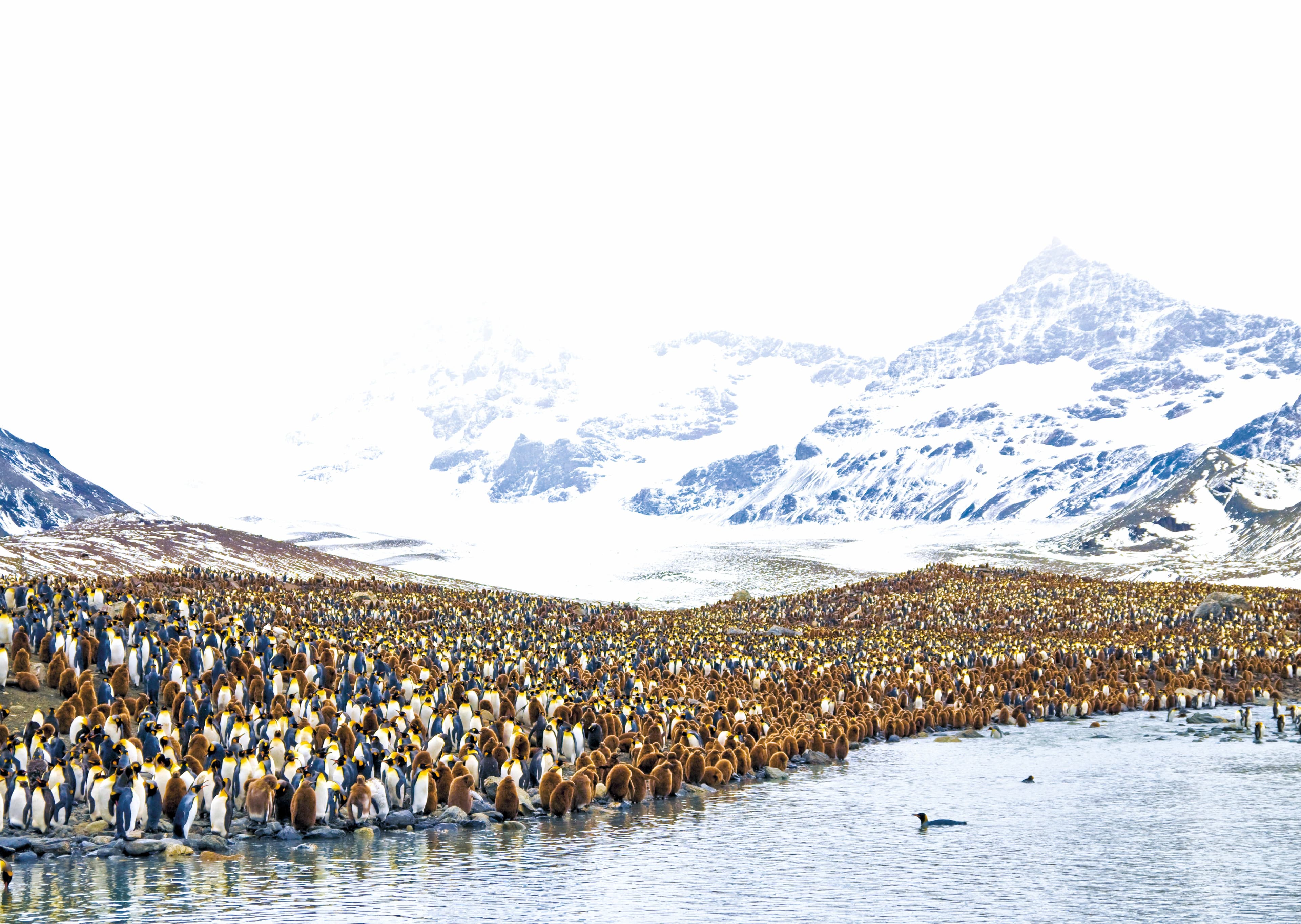 Hero Image Large RGB-Lindblad Expeditions-Antarctica South Georgia AA472_r1.jpg