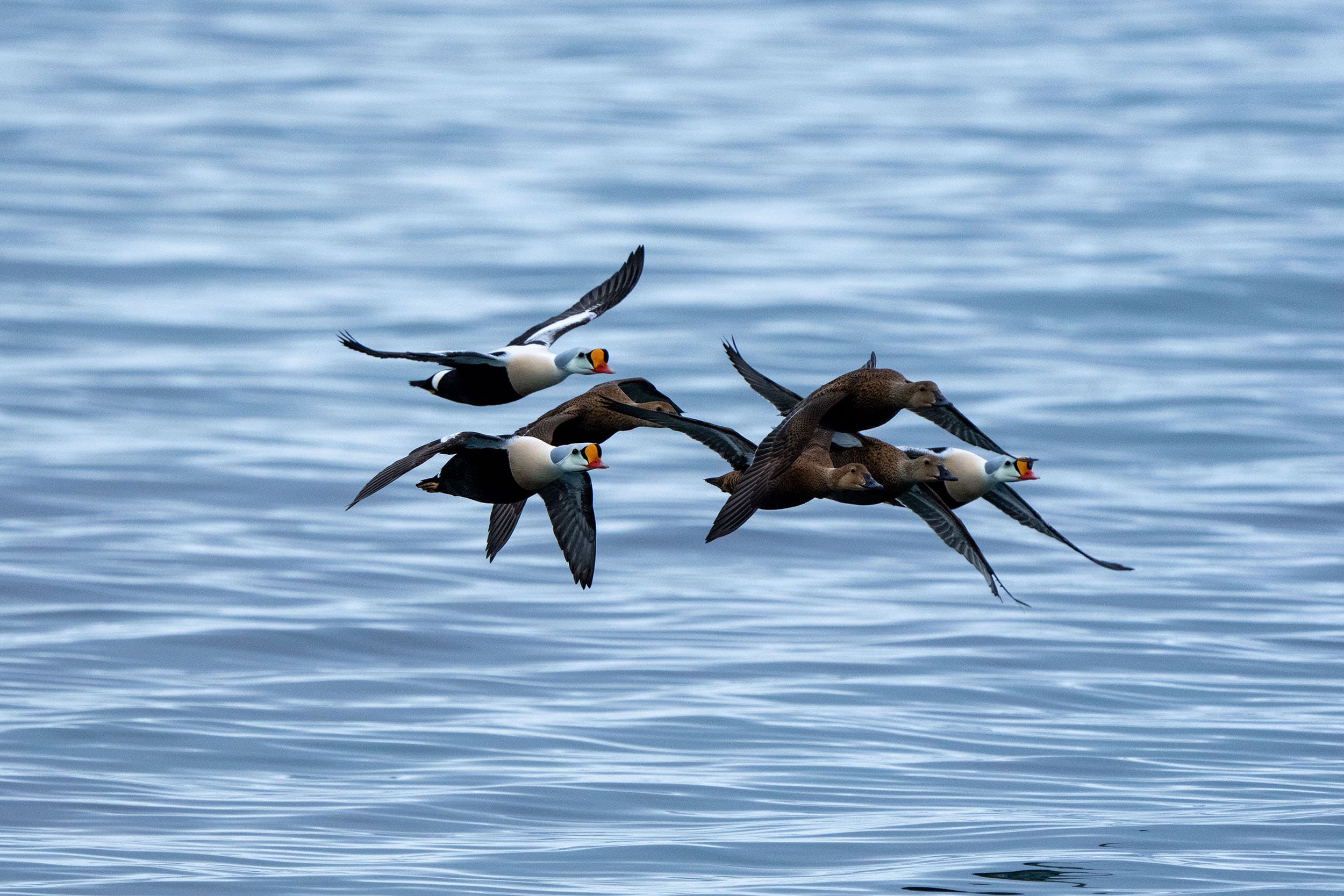 four ducks in flight over water