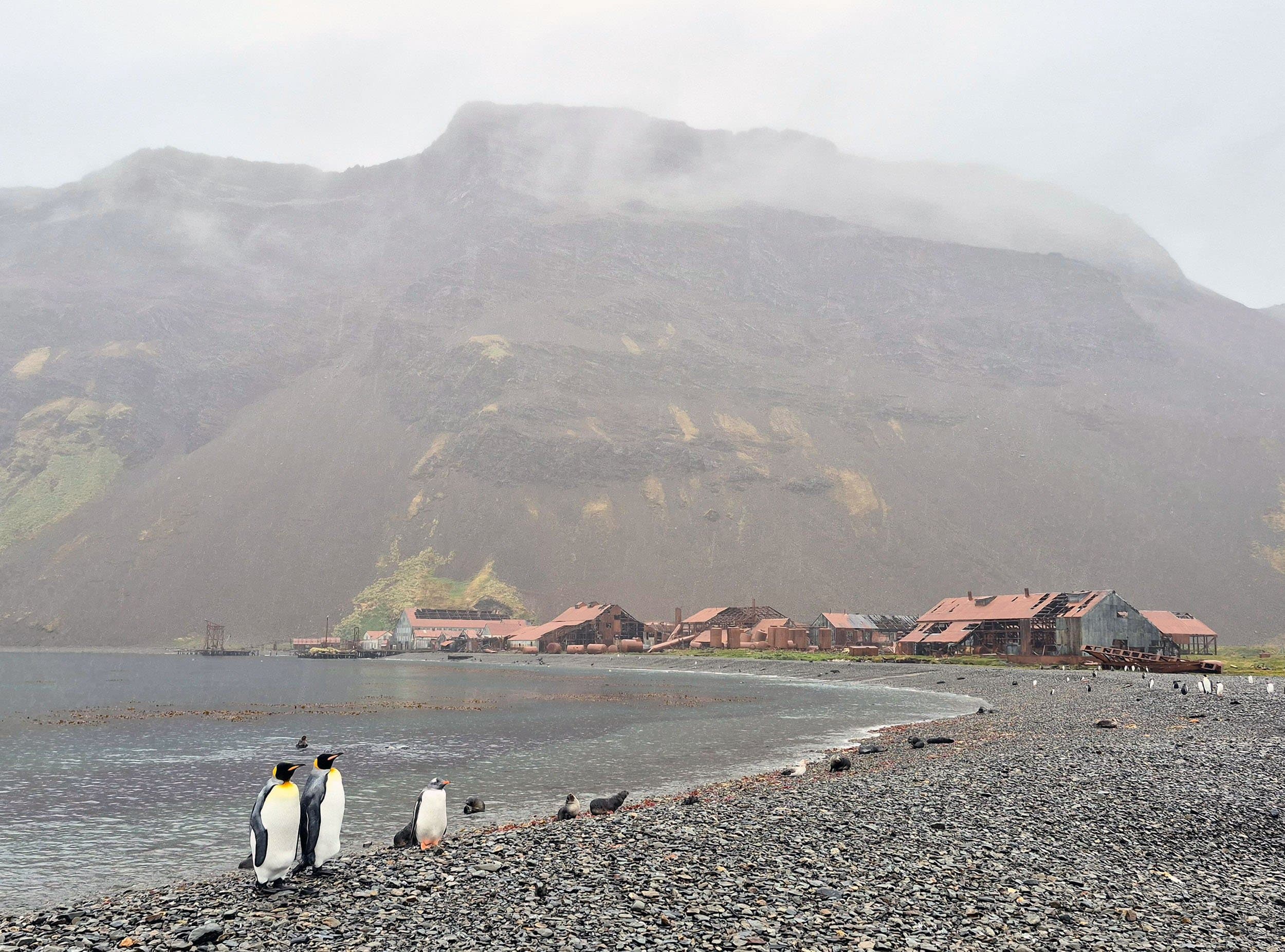 penguins in front of the ruins of a whaling station