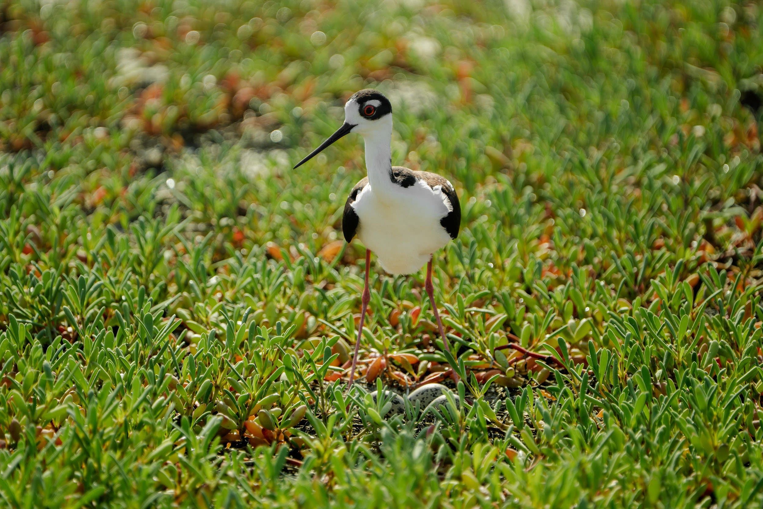 a black and white bird sits on a nest on the ground