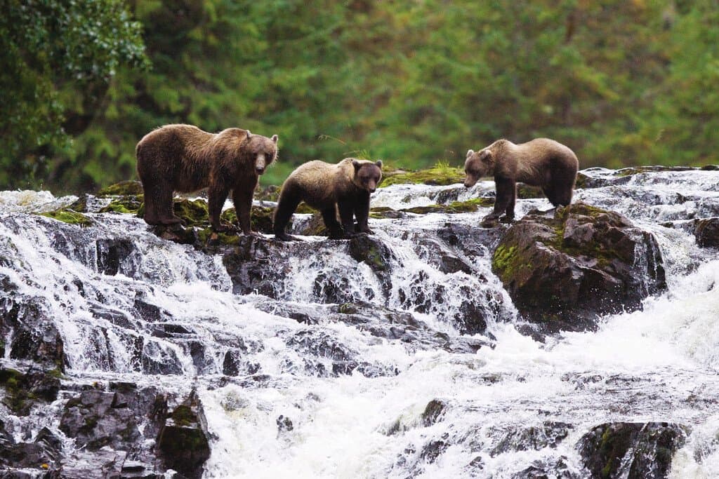 Medium RGB-LEX-US Alaska Chicagof Island AK264.jpg