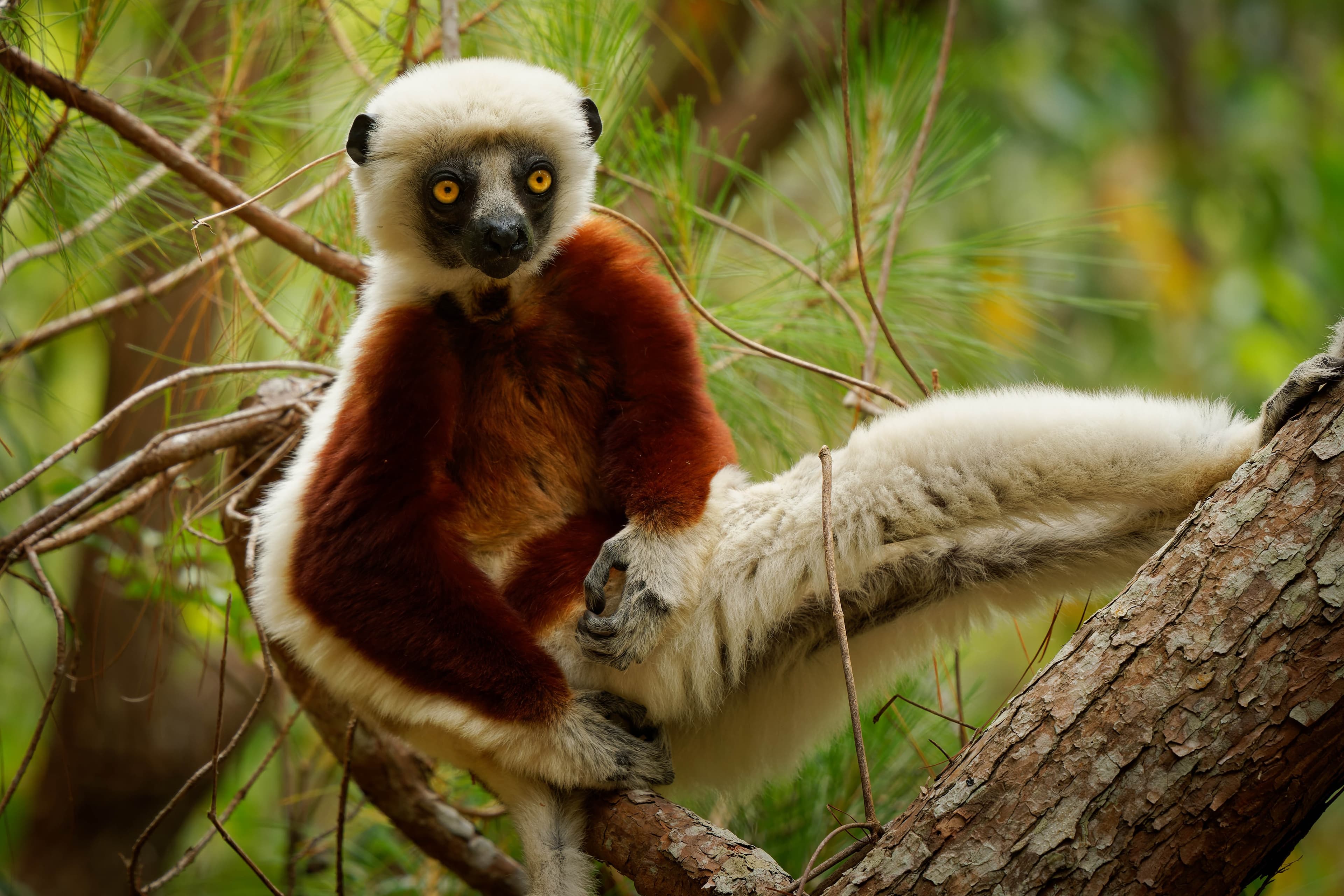 Coquerel Sifaka.png