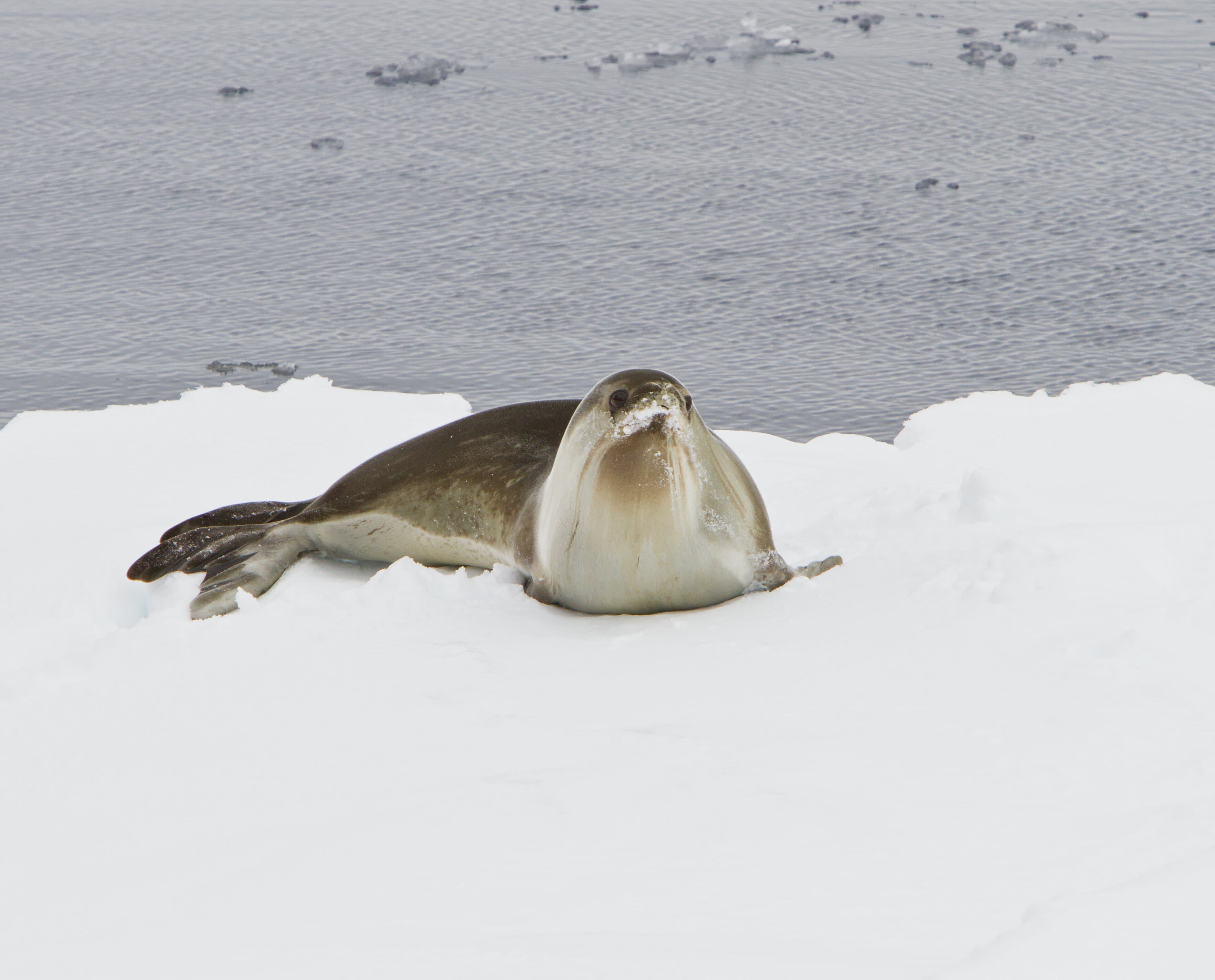 A Ross seal on pack ice in the Southern Ocean, East Antarctica