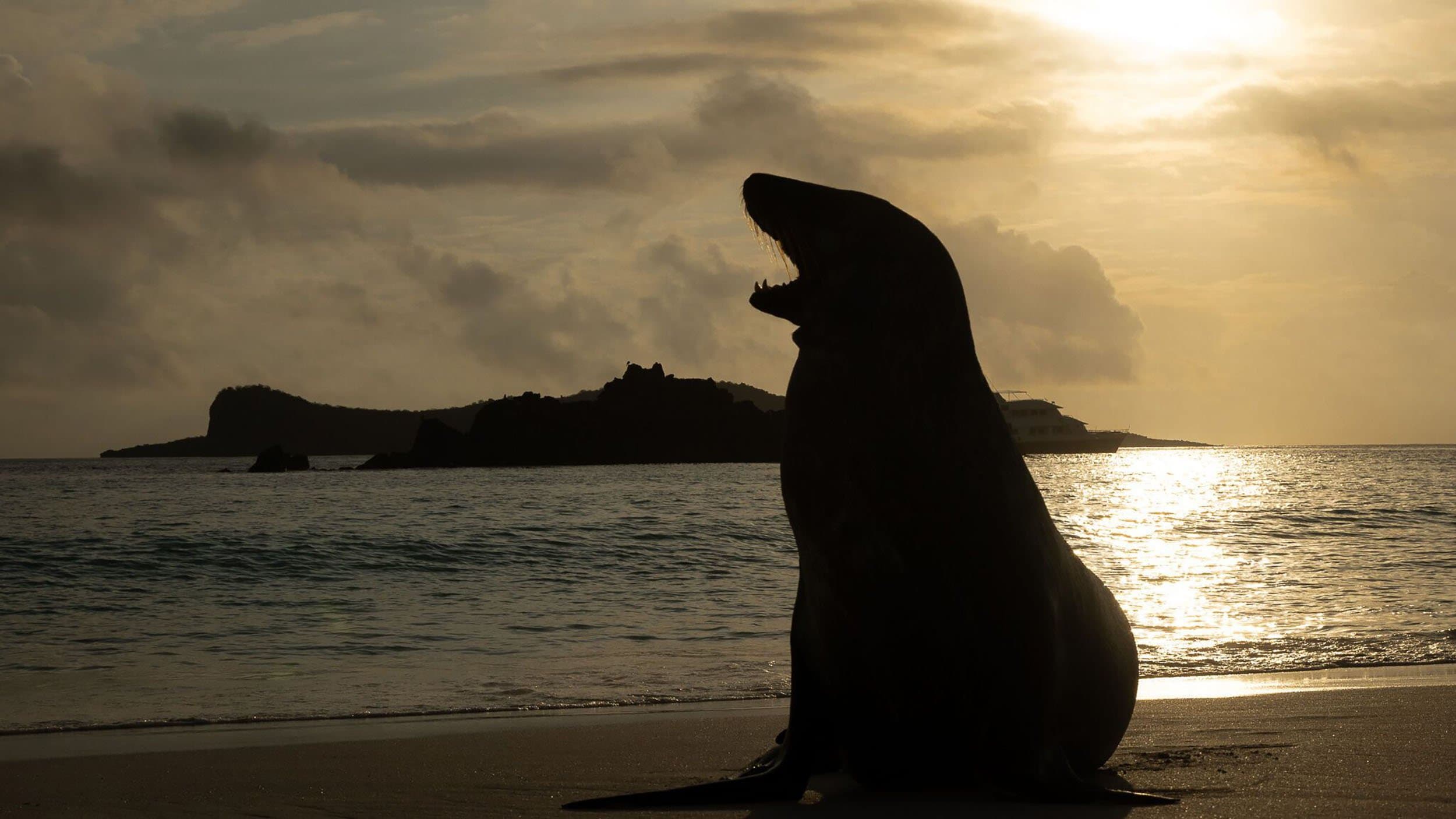 silhouette of a sea lion on a beach