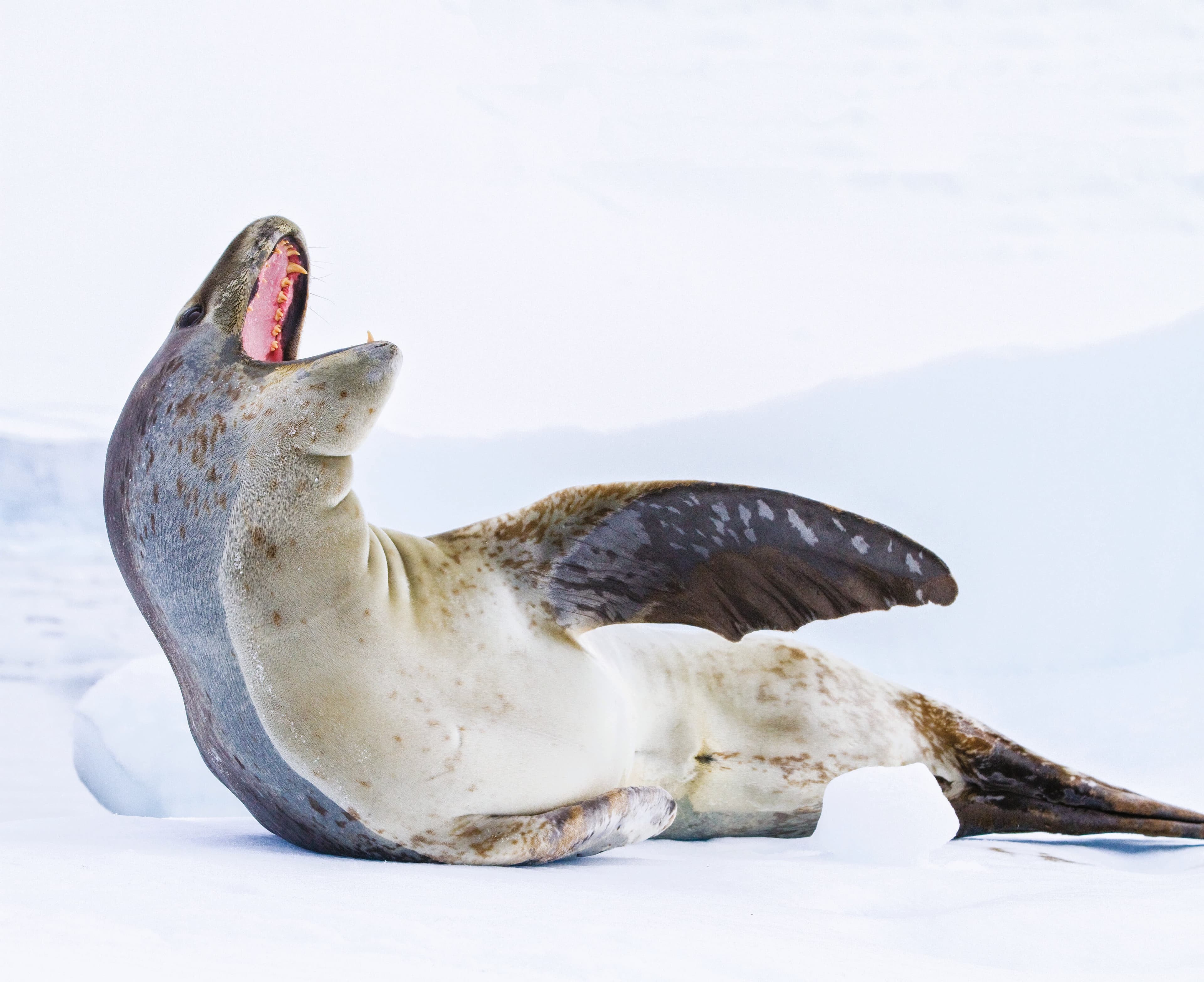 Large RGB-LEX-Antarctica Gullet Channel AA826.jpg