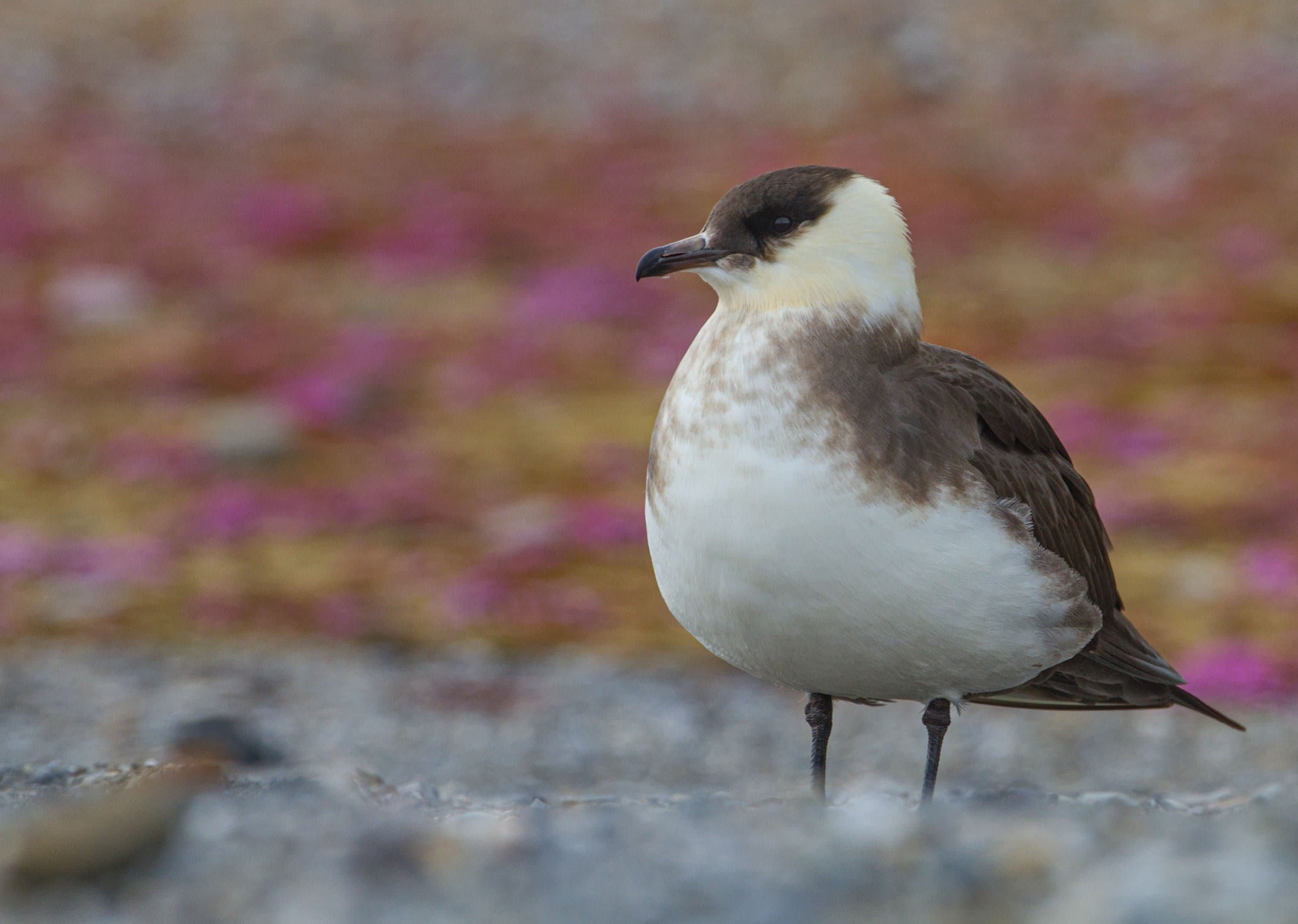 arctic skua - 1.jpg