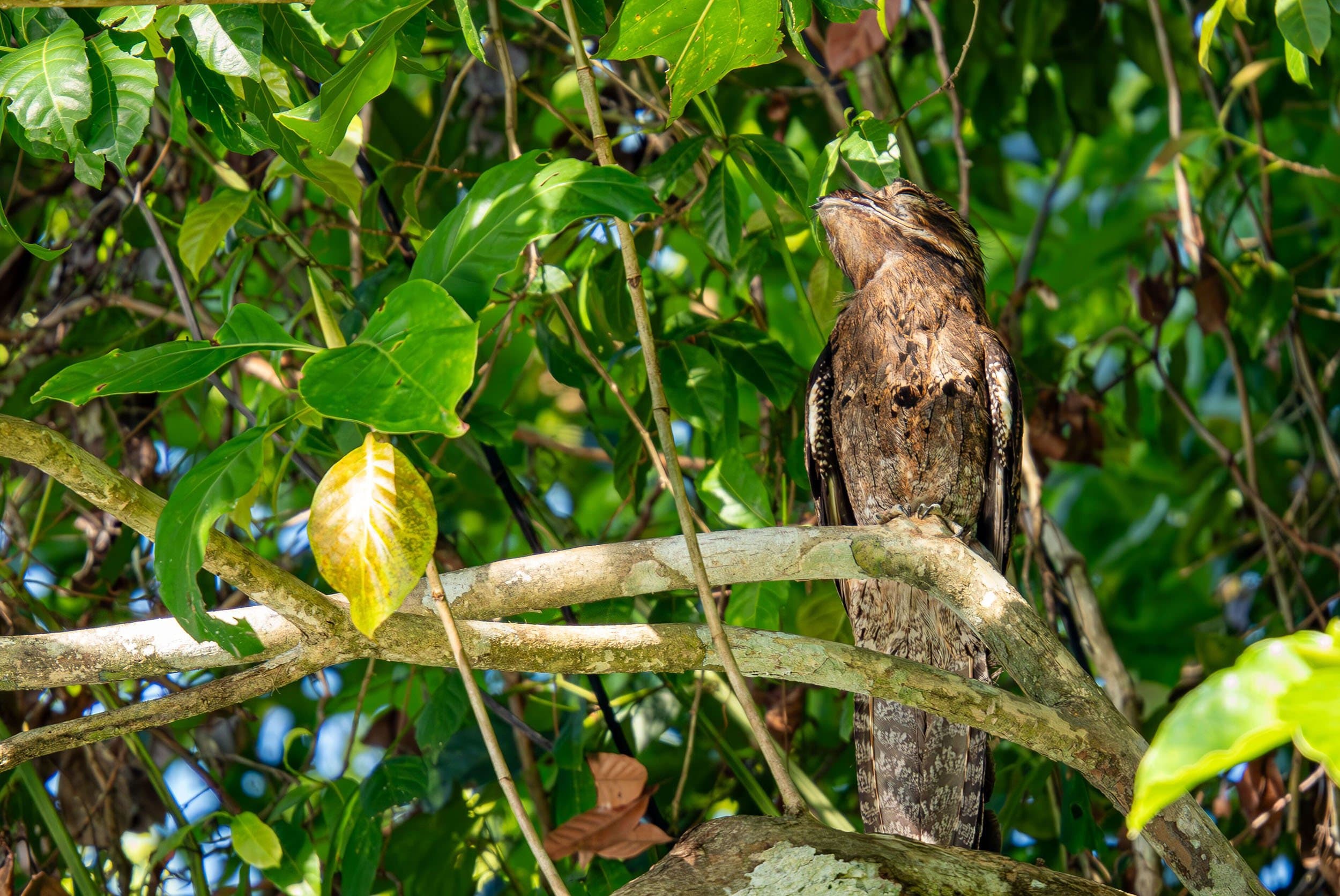 a brown bird sleeping on a tree branch