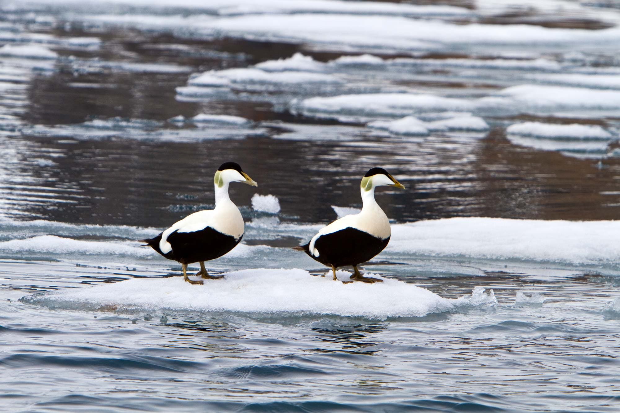 Michael S Nolan_Common-EIder_Smo_0610_003.jpg