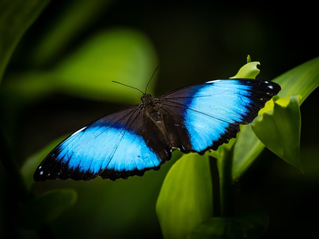 A Wildlife Photo Safari in Ecuador’s Yasuni National Park - Article