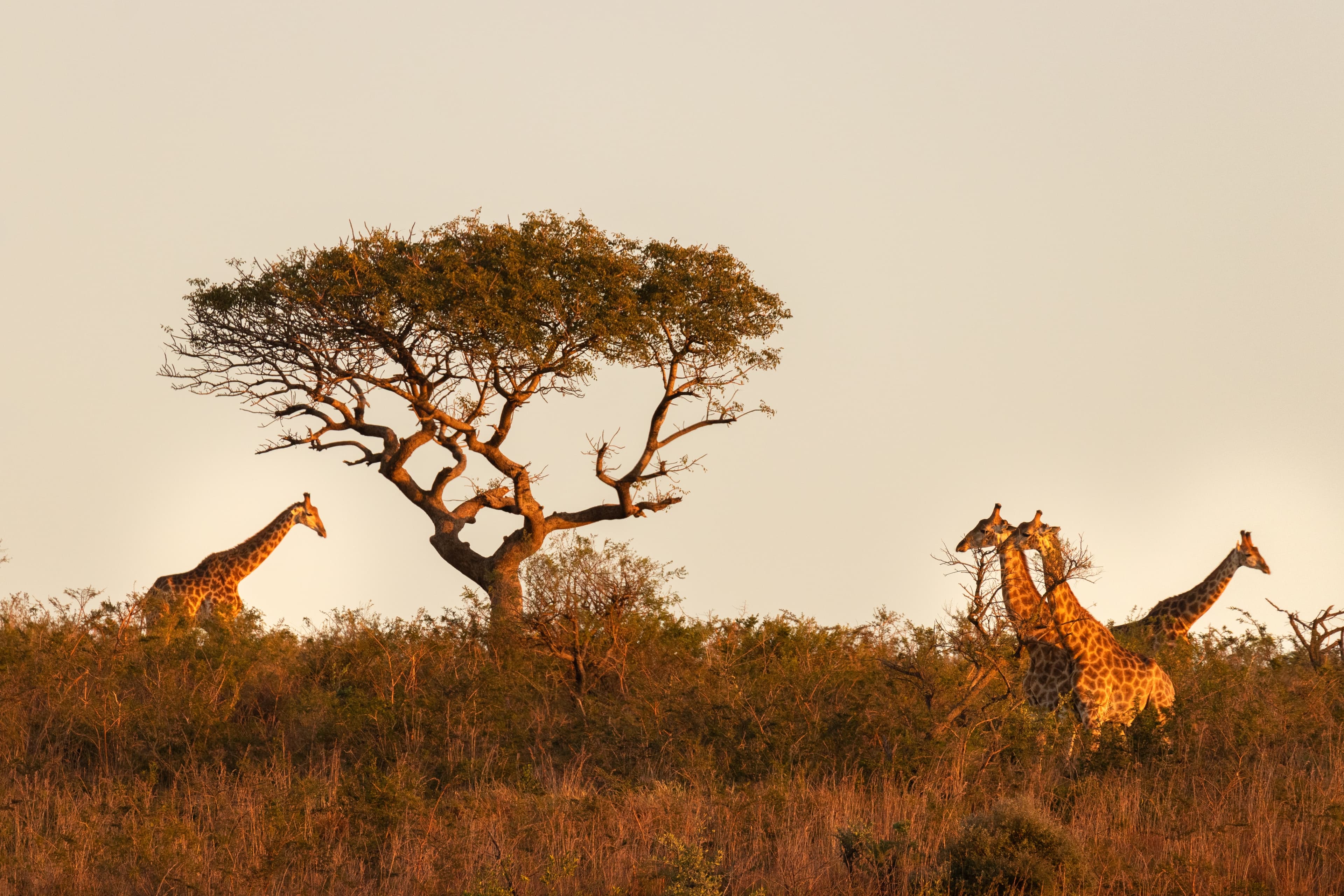 Hero Image Giraffe with tree shutterstock_2163261379.jpg