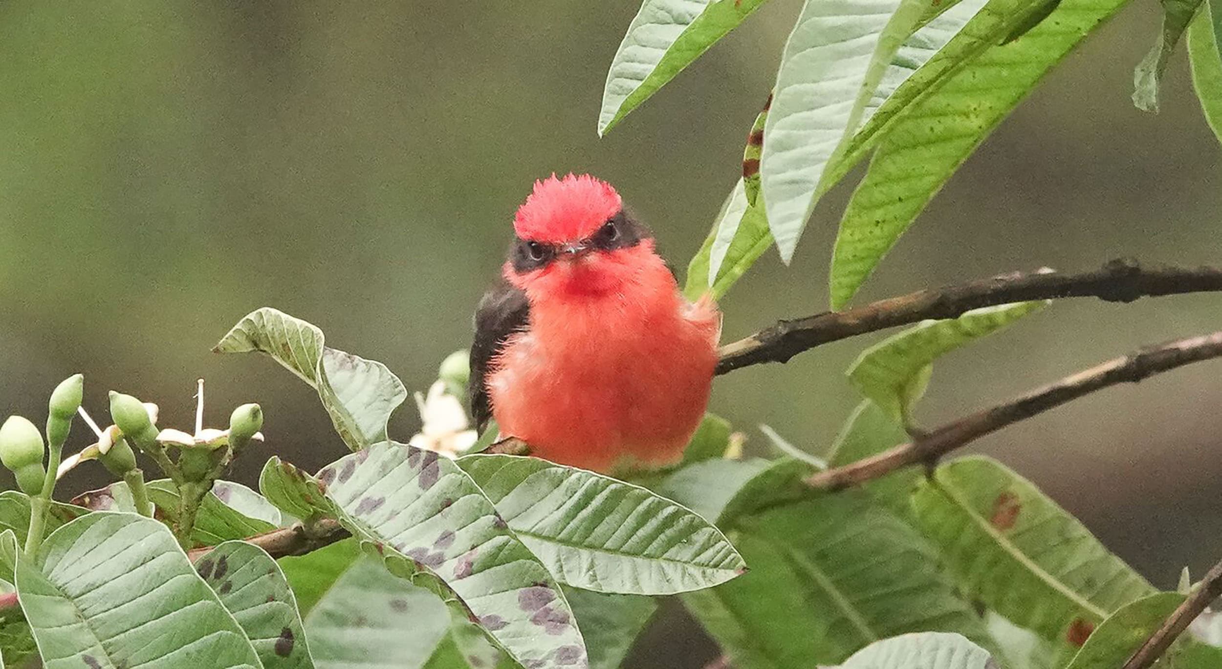 a fuzzy red bird on a tree branch