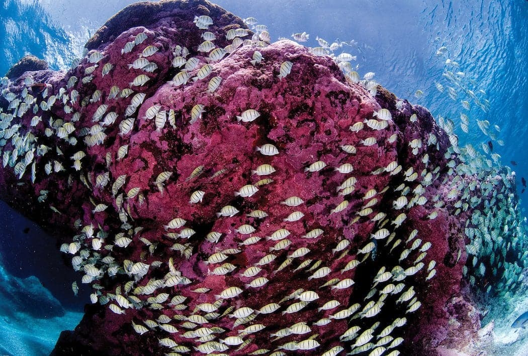 Hero Image Convict Fish and Coral Enric Sala.jpg