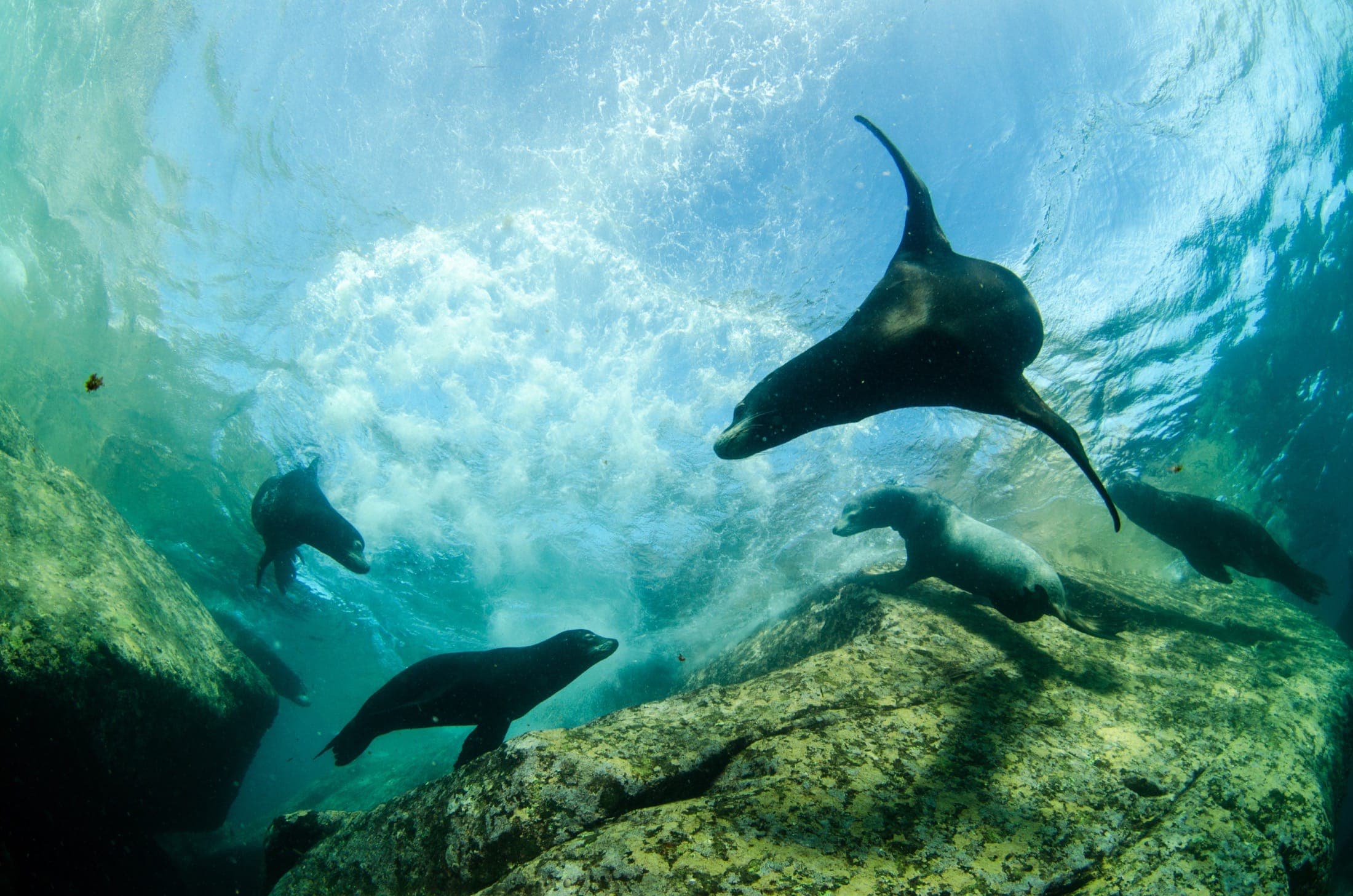 Cabo Pulmo Sea Lions.jpg