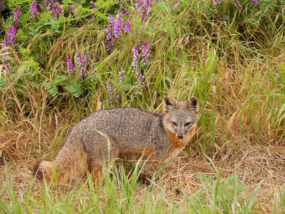 Hero Image Channel Islands fox with flowers.jpg