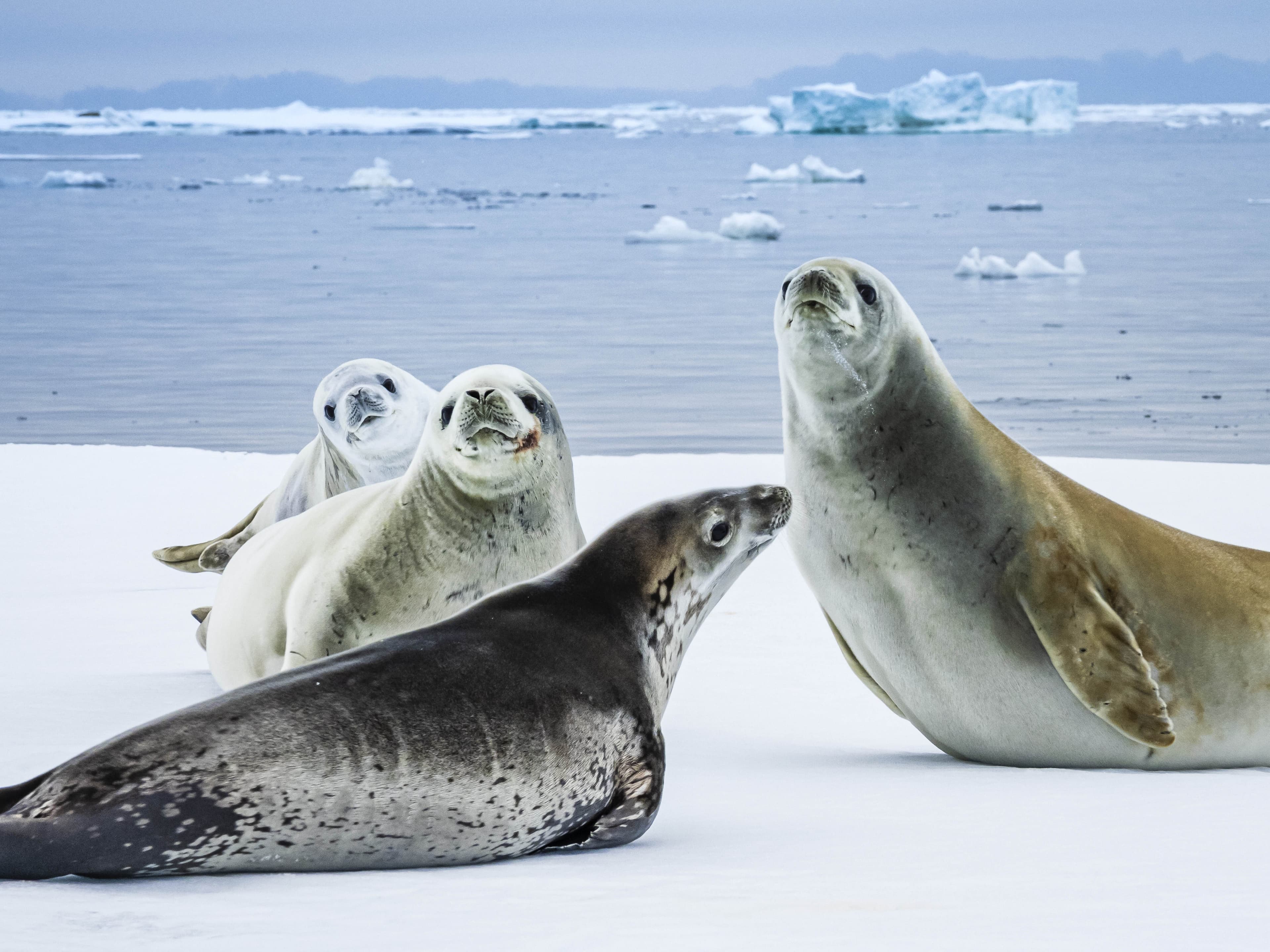 Curious Crabeater Seals on the pack ice in the Bellingshausen Sea, Antarctica