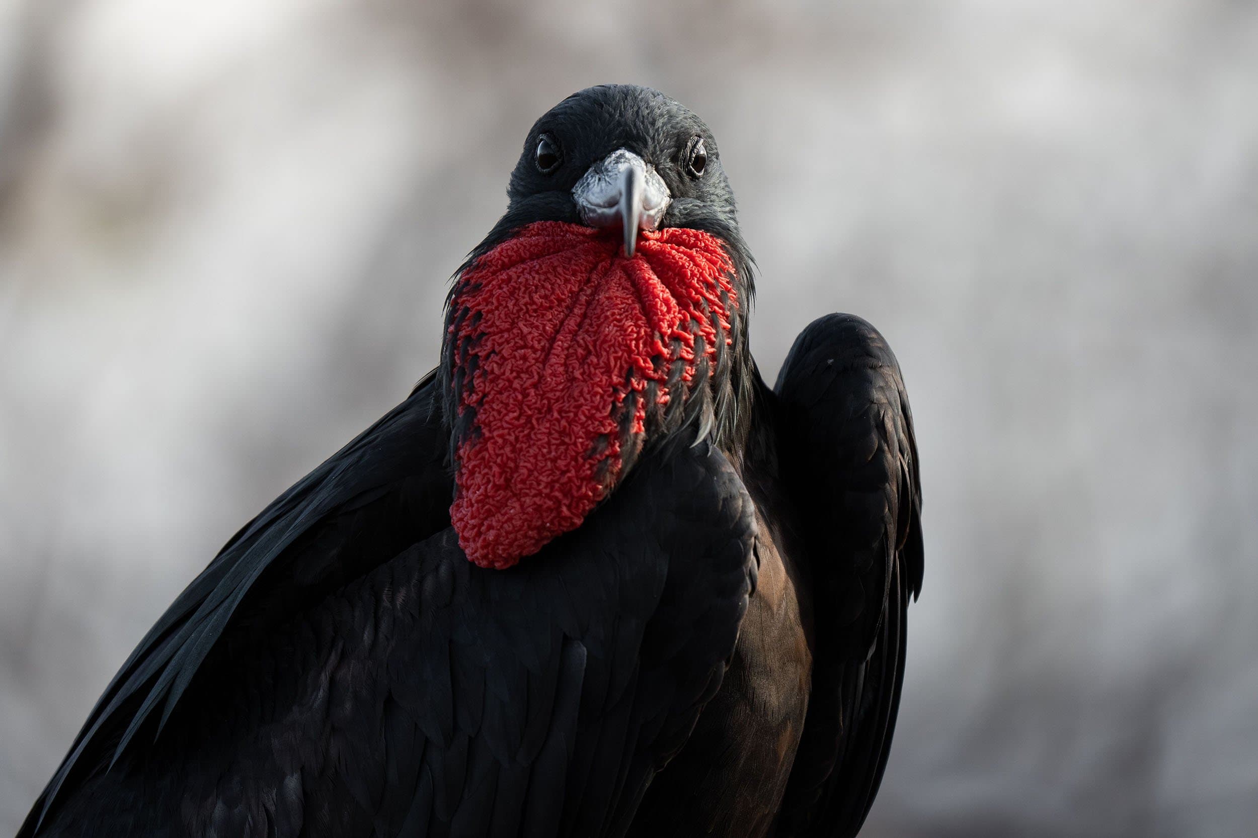 a frigatebird with a deflated throat pouch