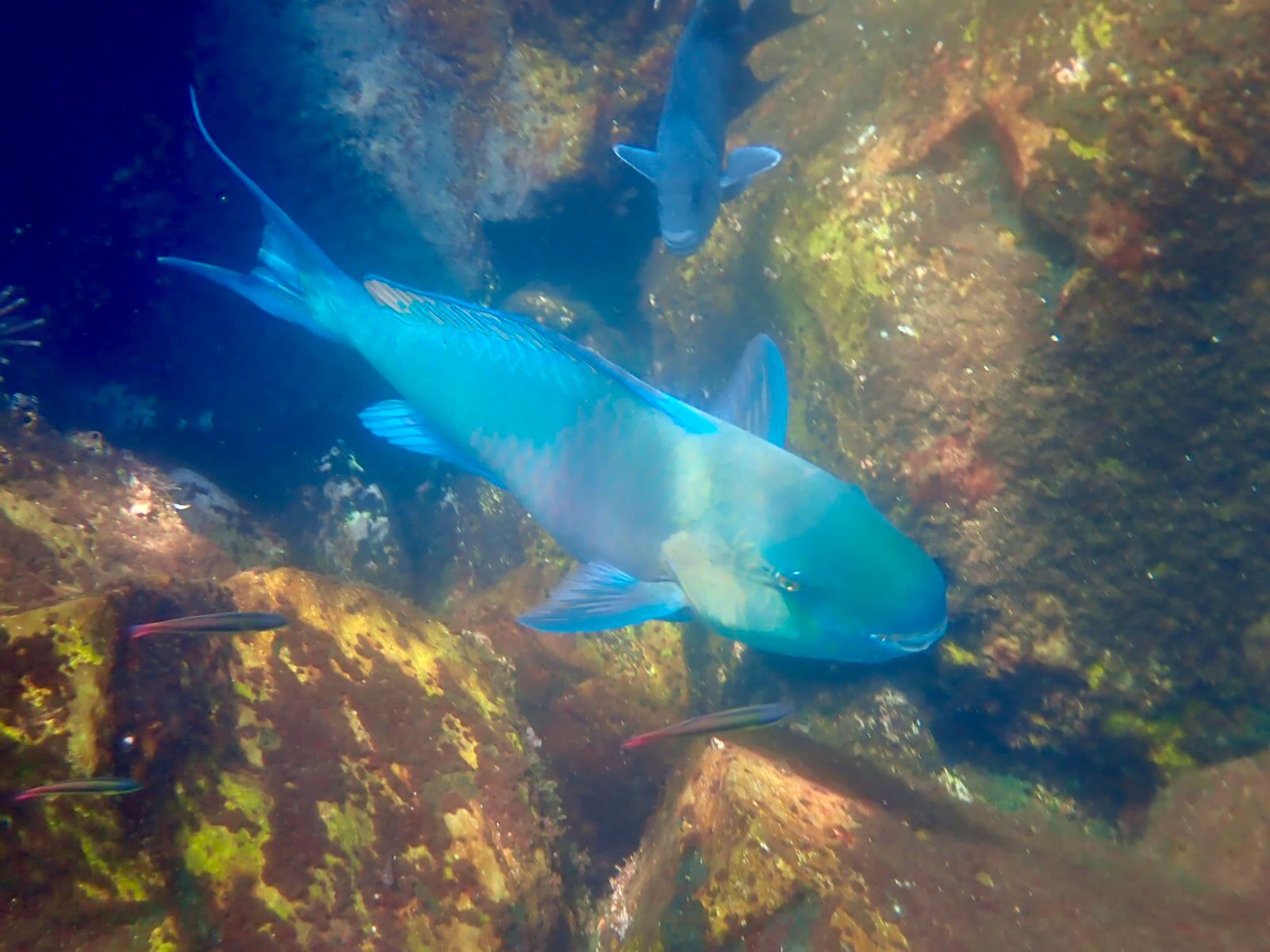 bluechin parrotfish