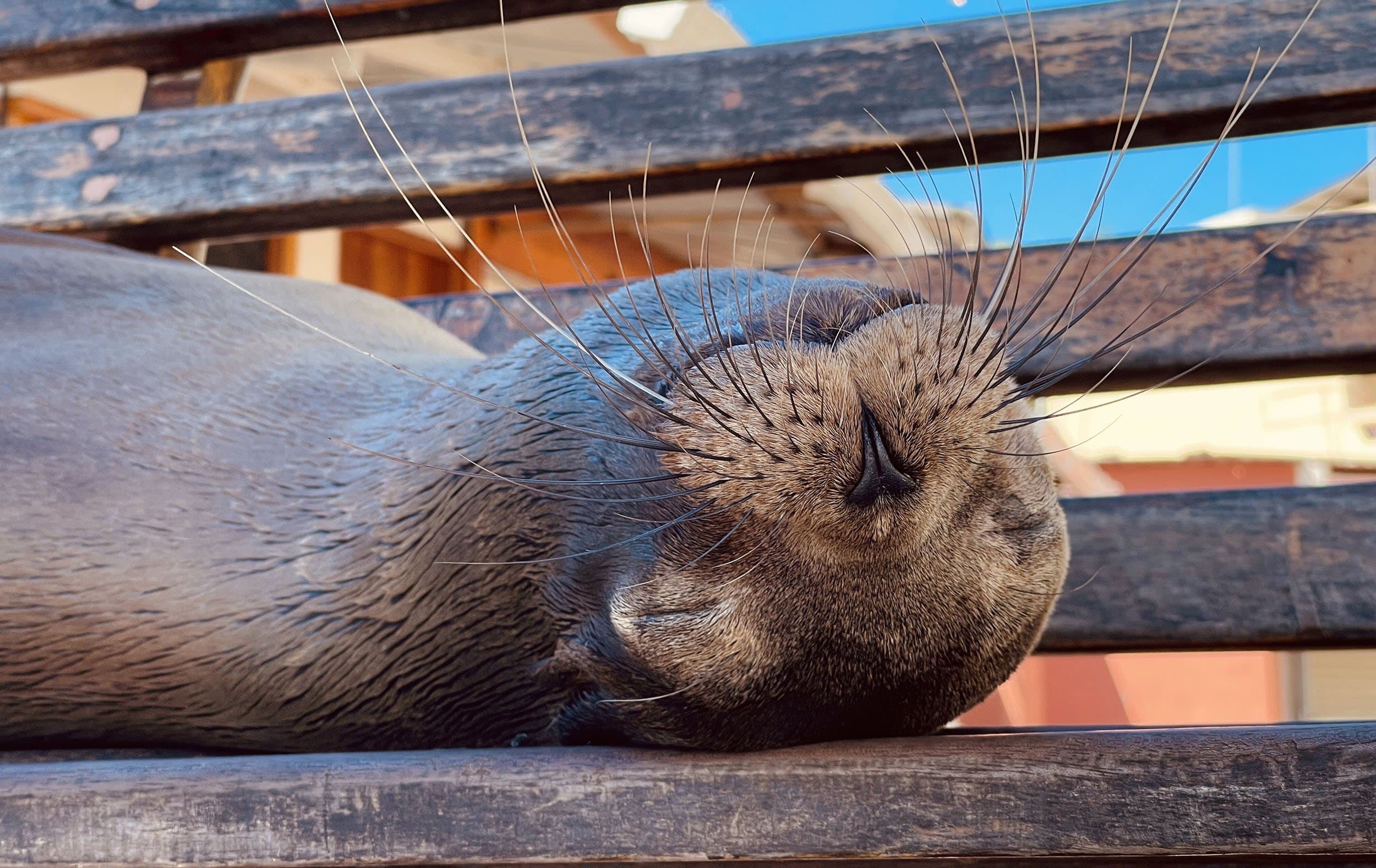 a sleeping sea lion on a bench