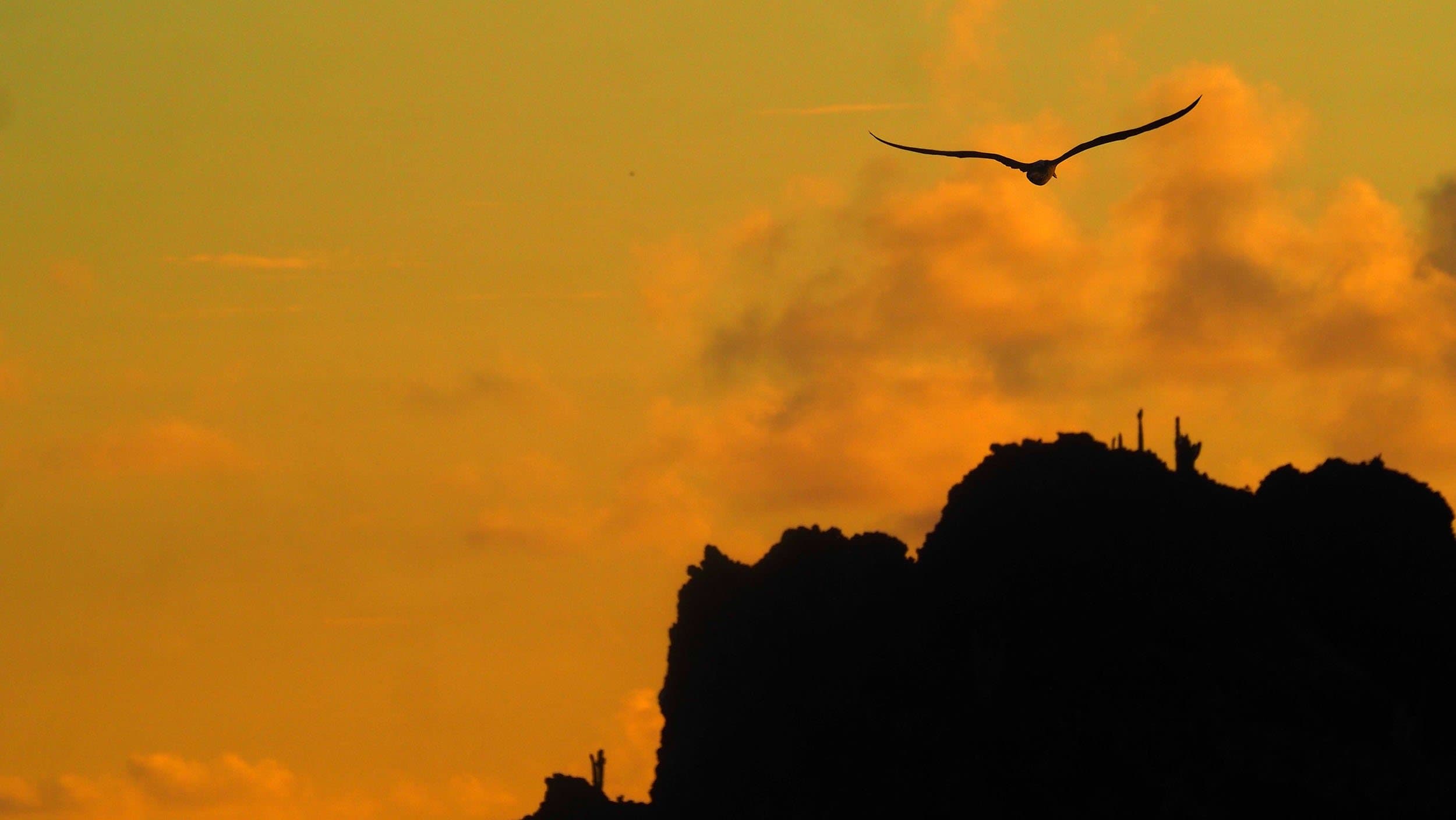 a bird flying off a cliff at sunrise
