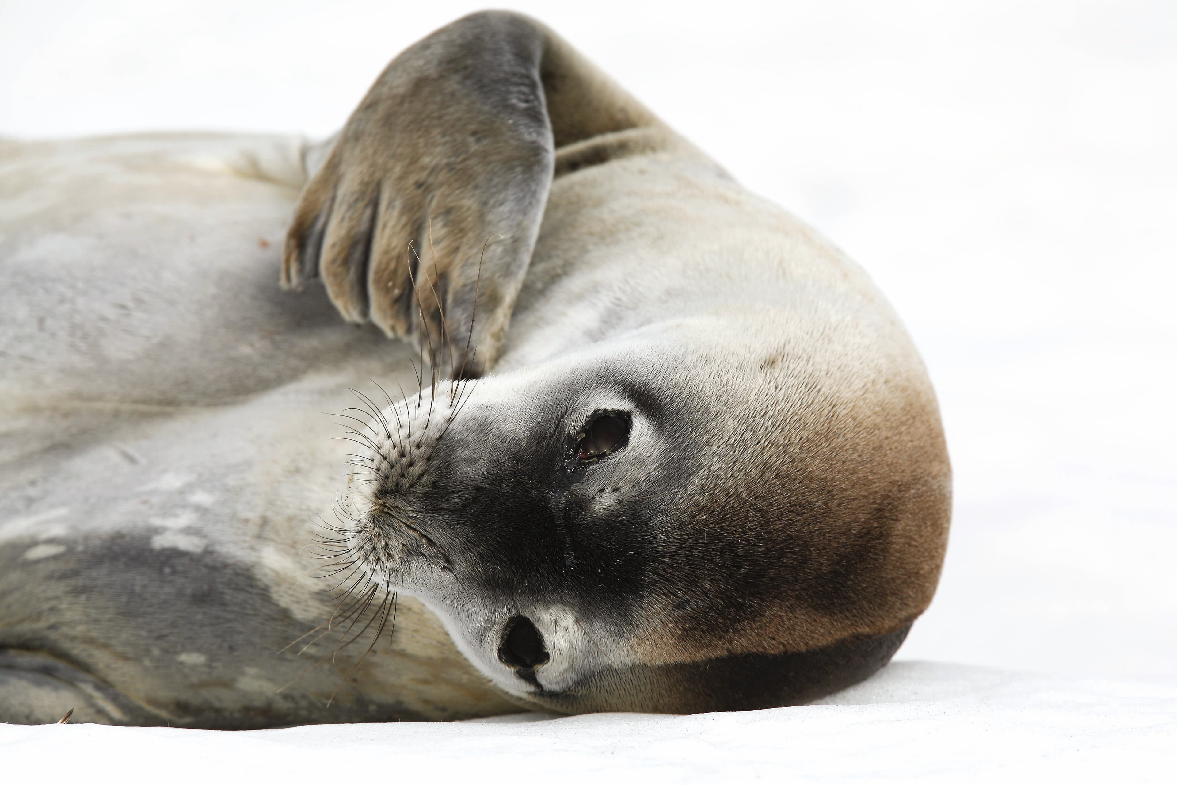 An adult Weddell seal hauled out and resting on ice on Petermann Island near the Antarctic Peninsula