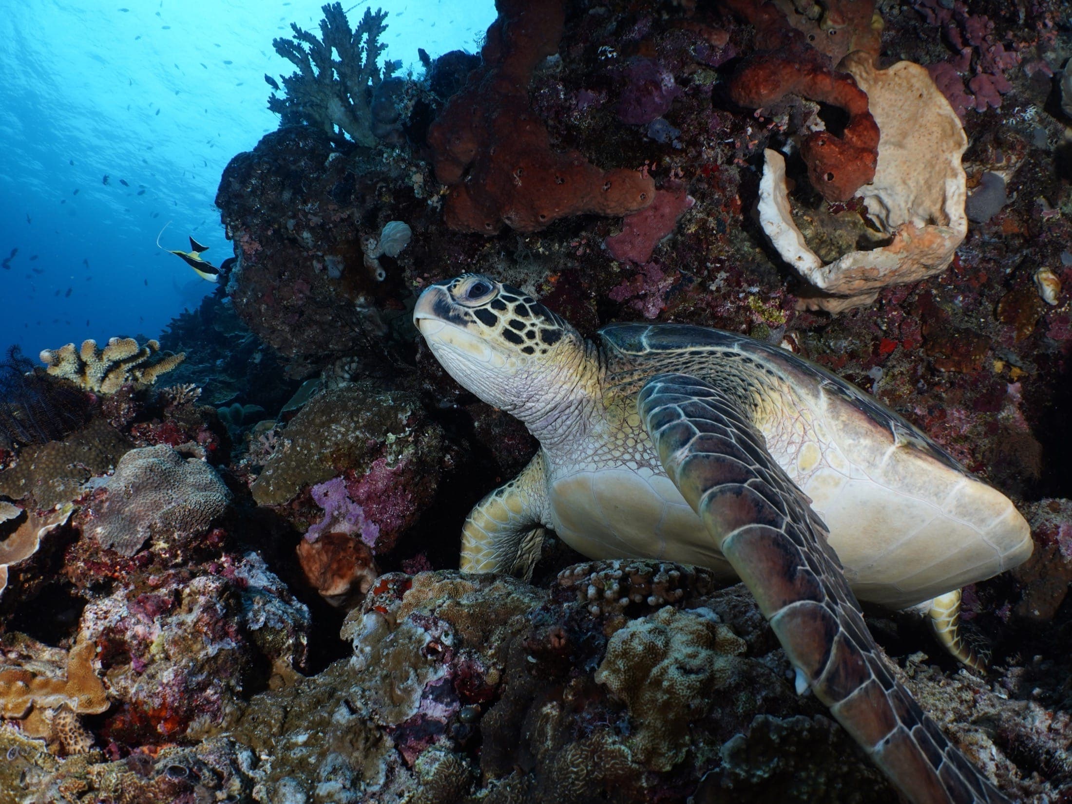 Bunaken Sea Turtle.jpg