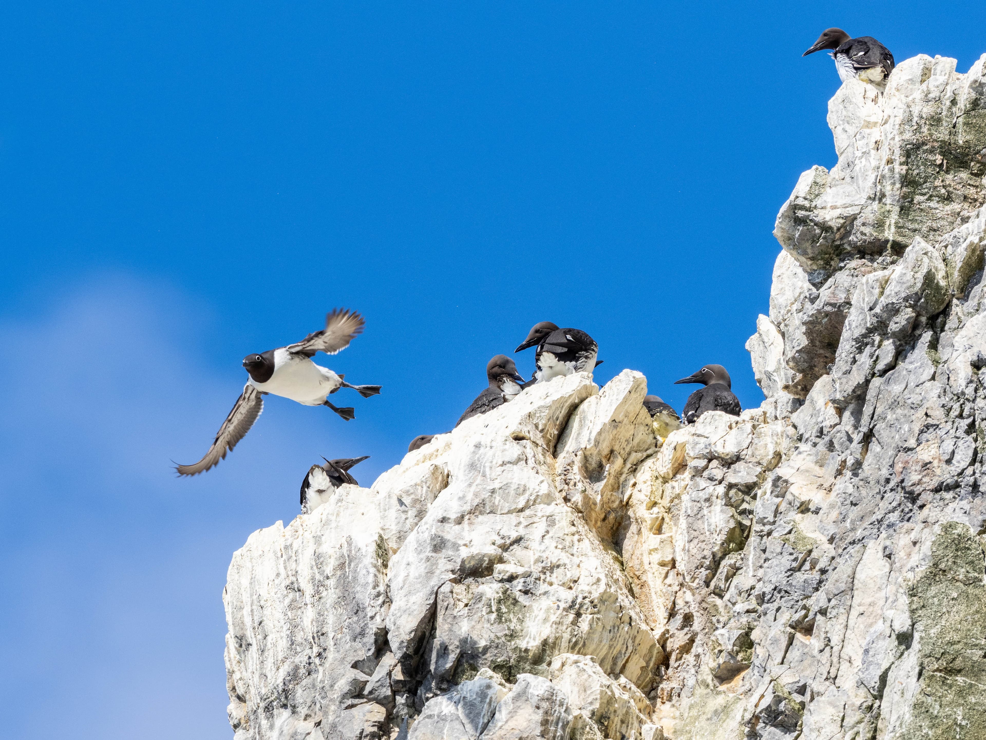 Large RGB-Lindblad Expeditions-Norway Svalbard Bear Island 0522 107.jpg