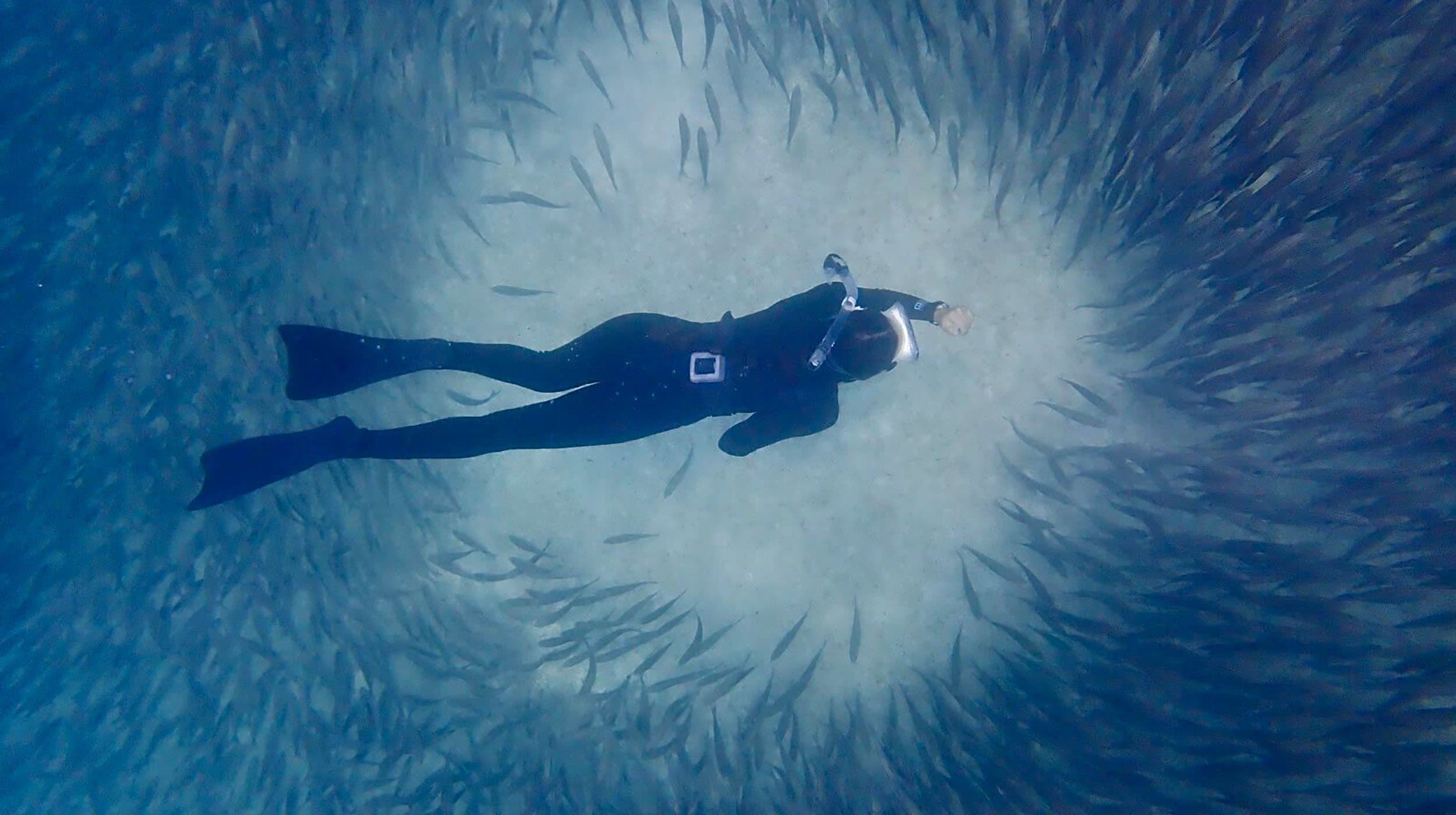 a snorkeler, seen from above, among a school of fish