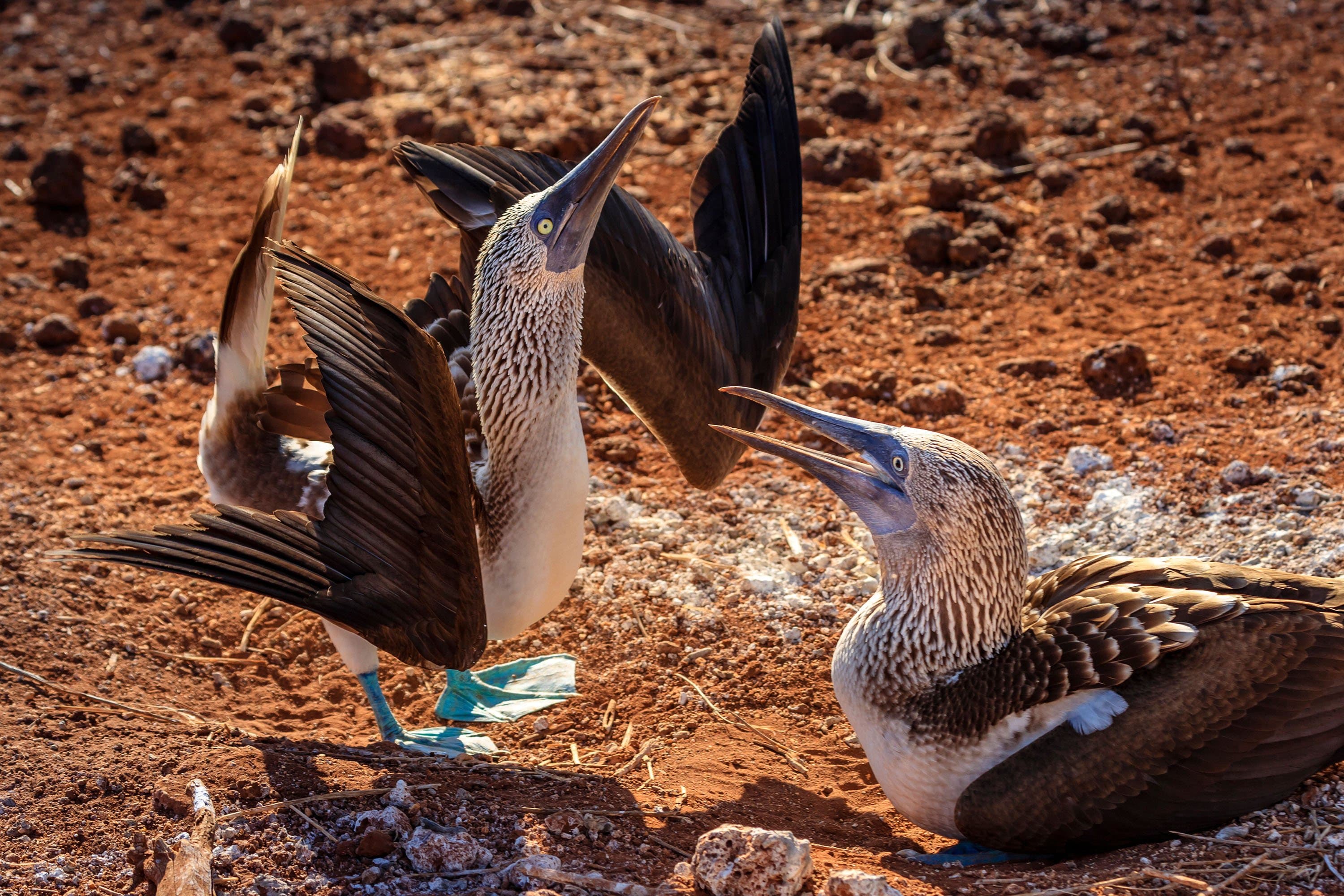 Large RGB-LEX-Ecuador Galapagos Islands GAL18-11433.jpg