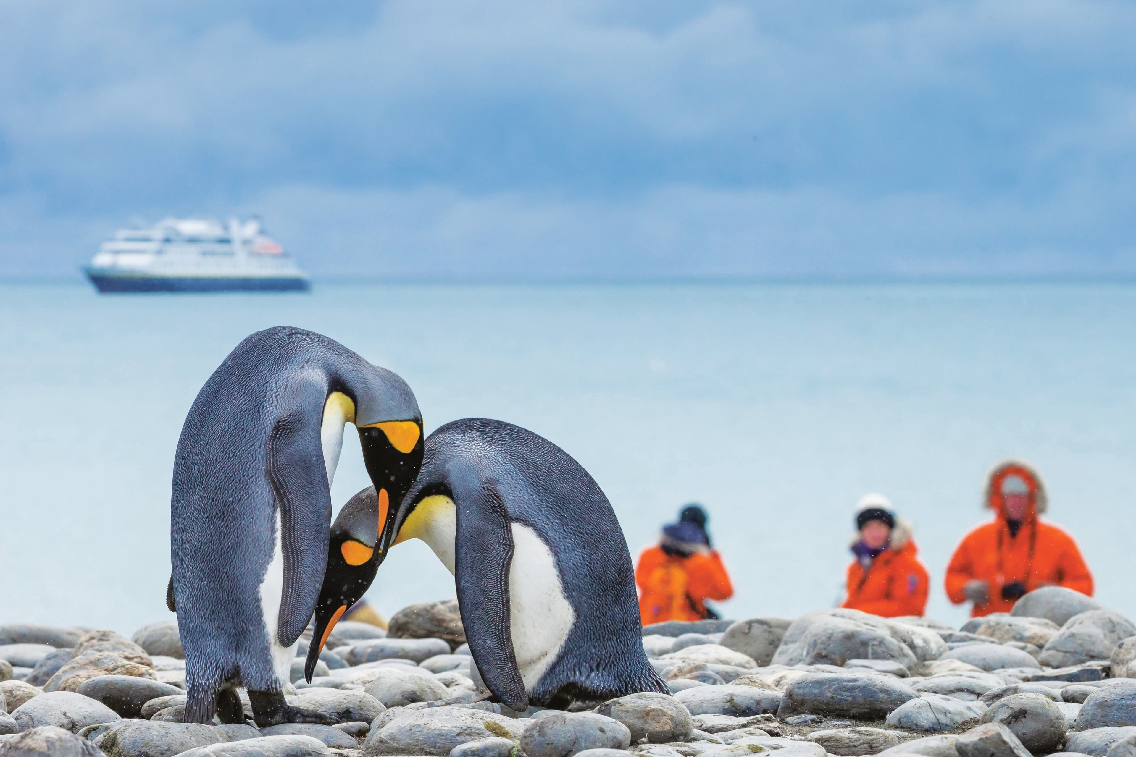 Hero Image Lindblad Expeditions-South Georgia AA631.jpg