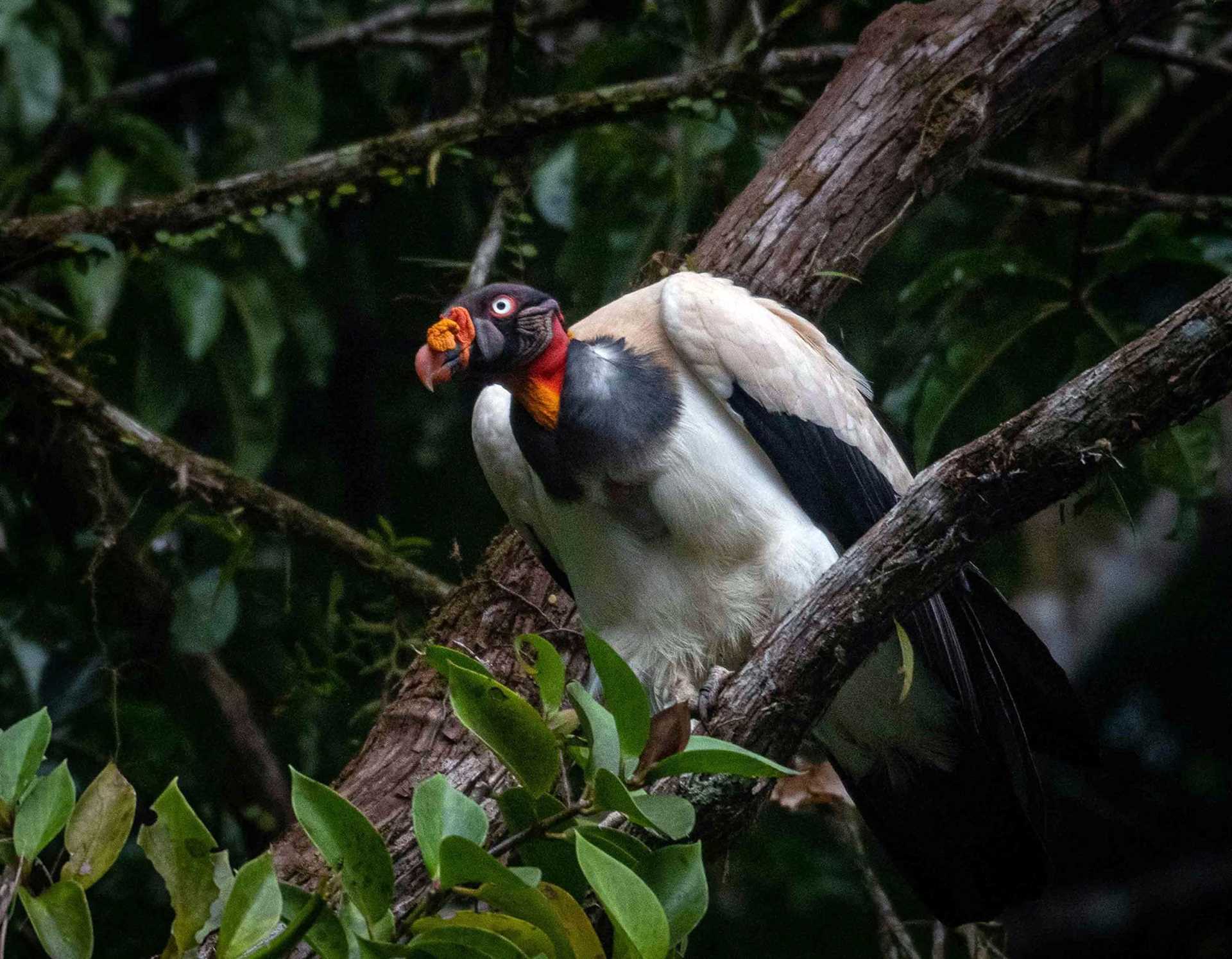 king vulture